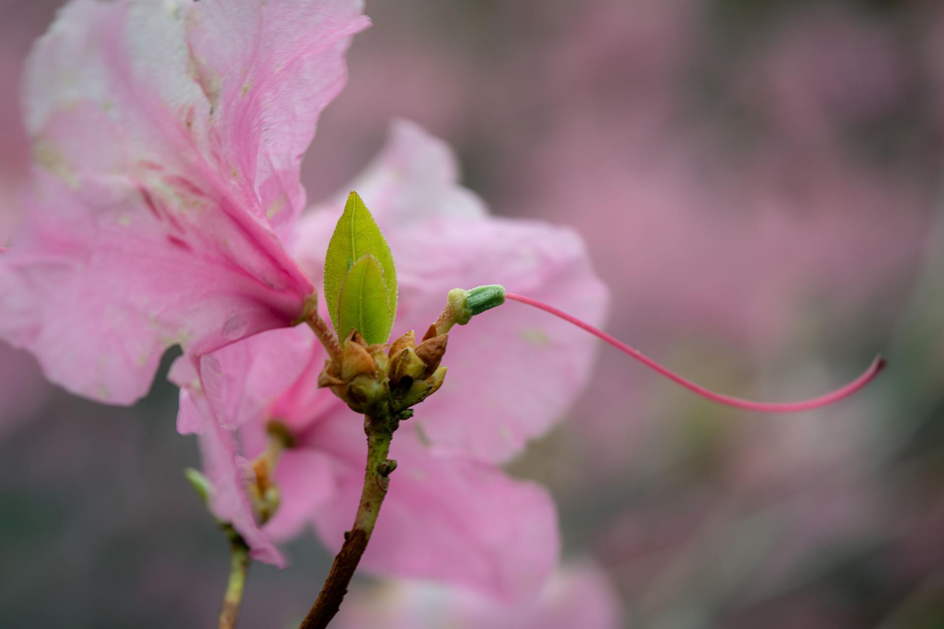 London Photography Awards Winner - Hummingbird