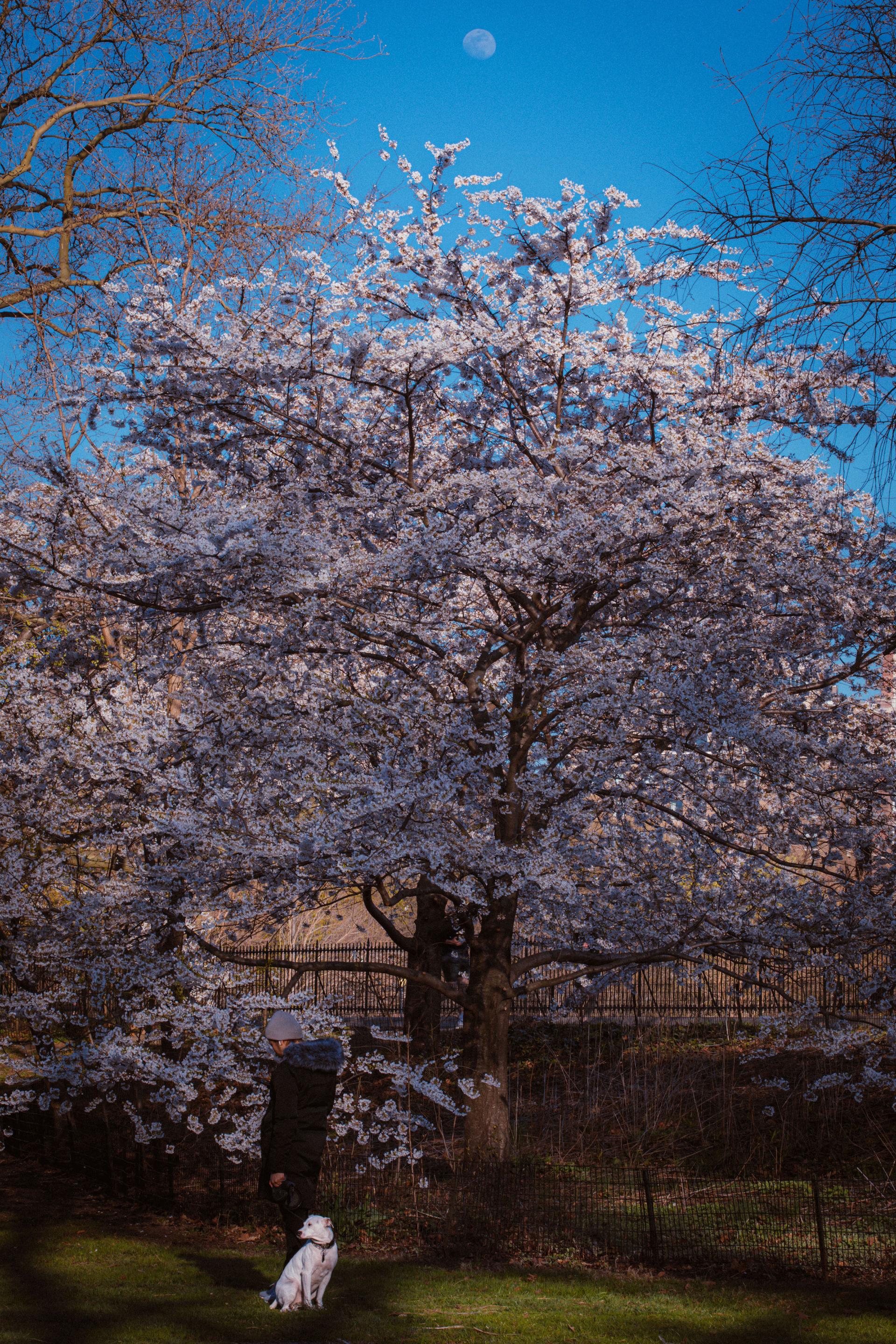 London Photography Awards Winner - Quiet Watch in Spring