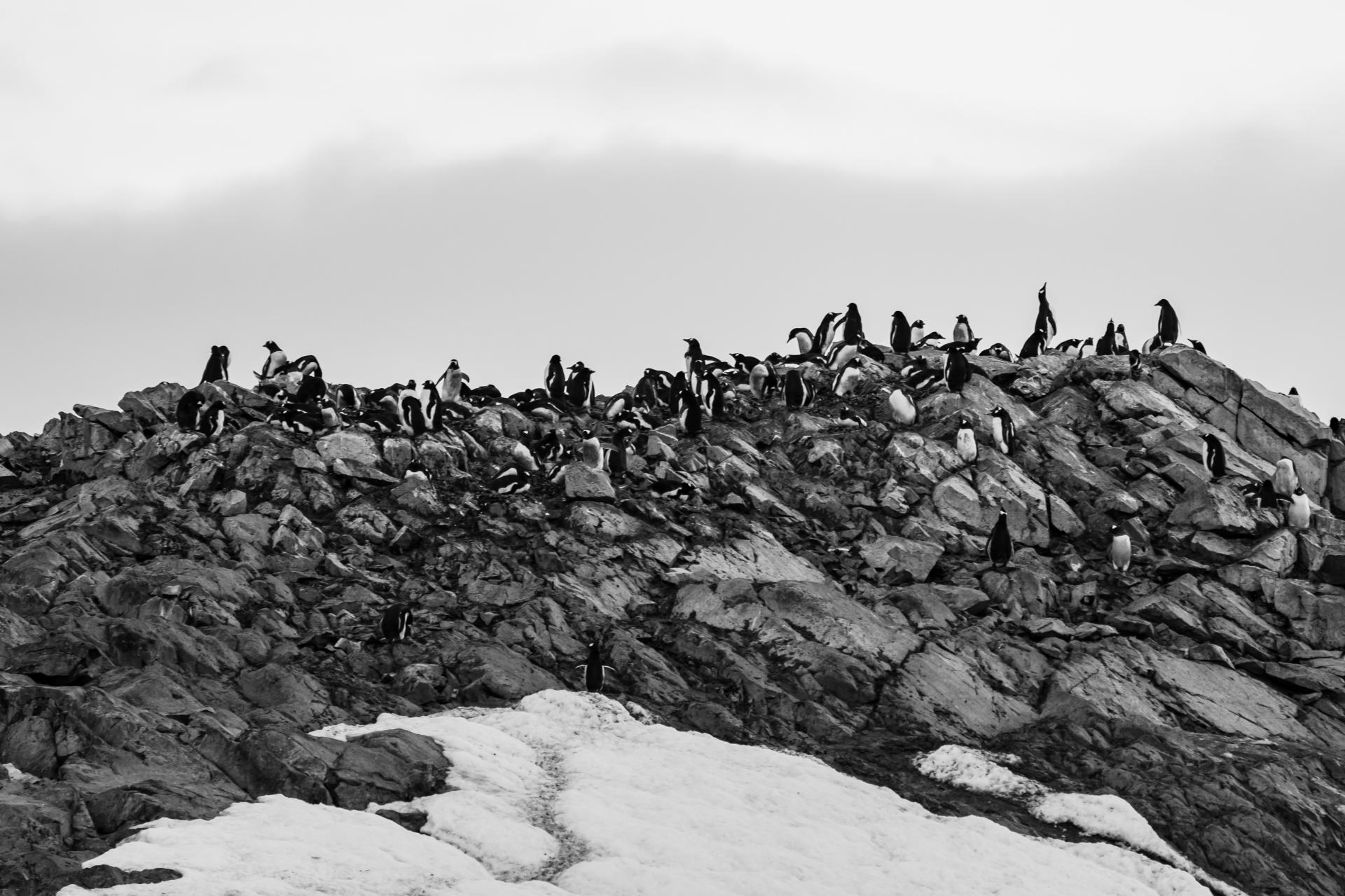 London Photography Awards Winner - Antarctica in Five Acts