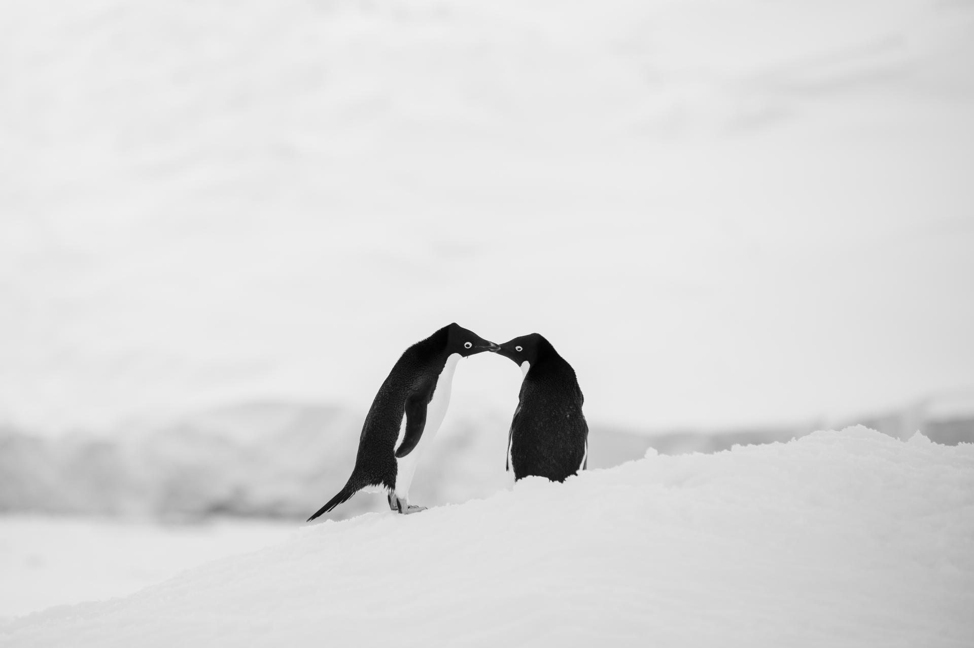 London Photography Awards Winner - Antarctica in Five Acts