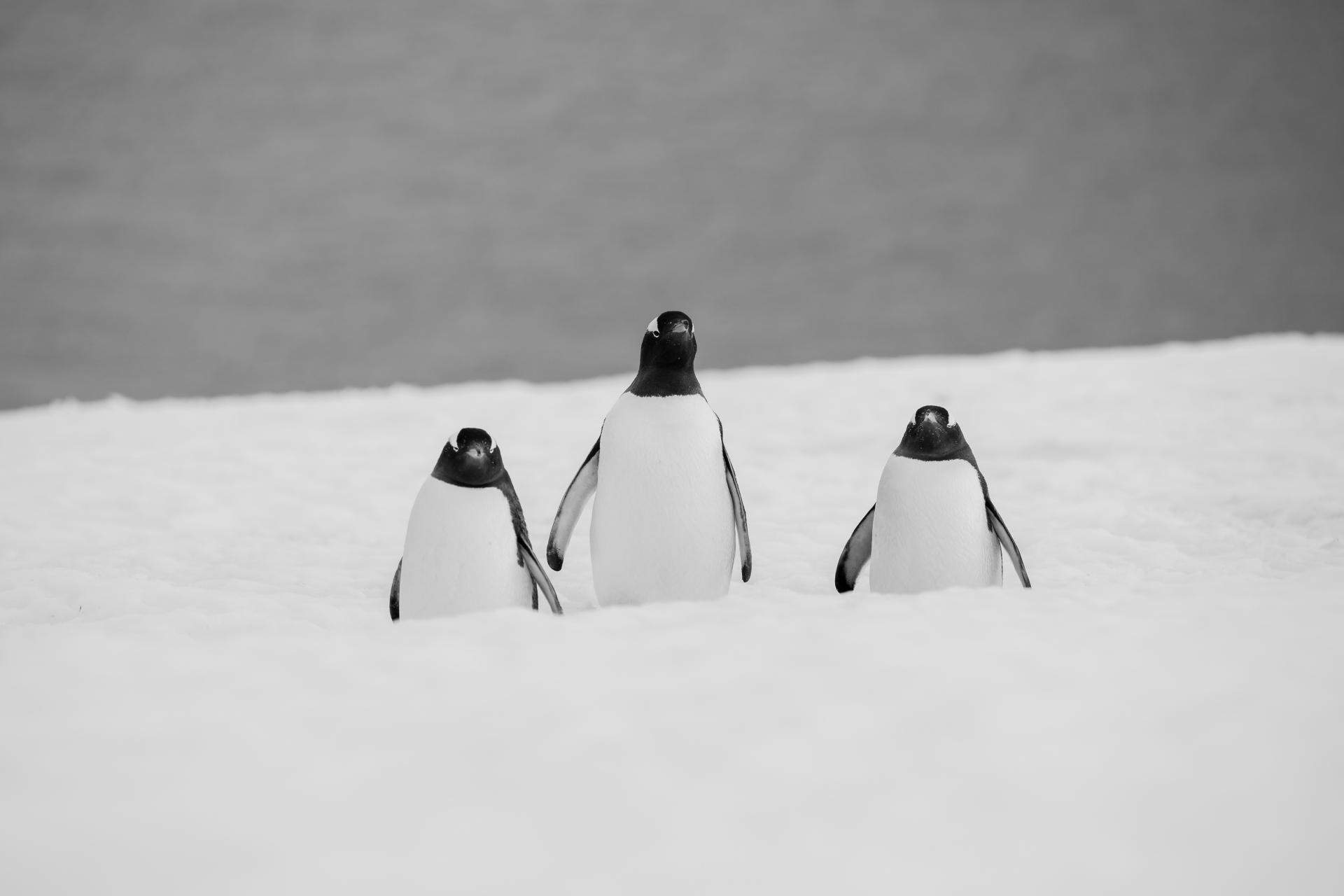 London Photography Awards Winner - Antarctica in Five Acts