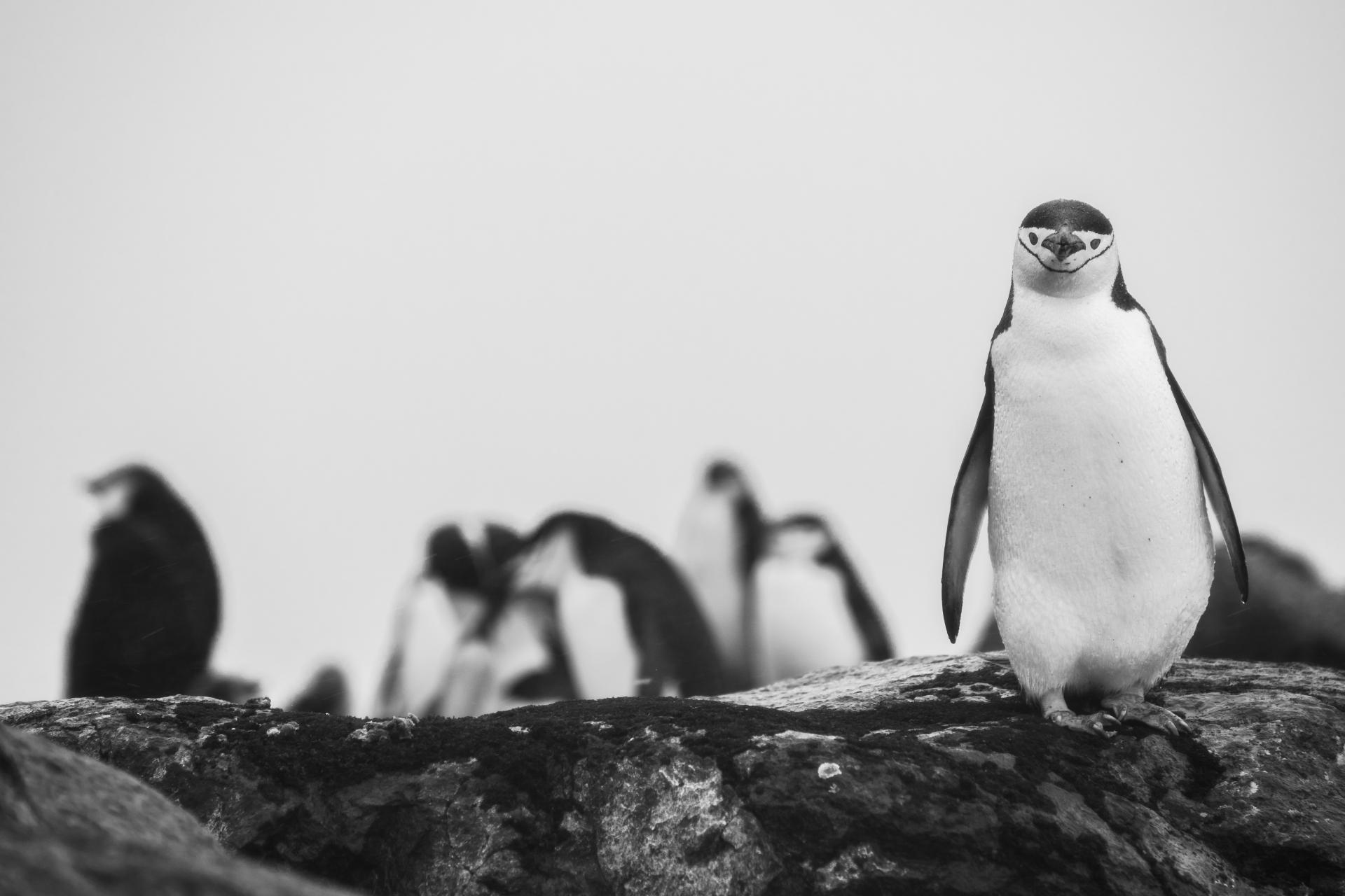 London Photography Awards Winner - Antarctica in Five Acts
