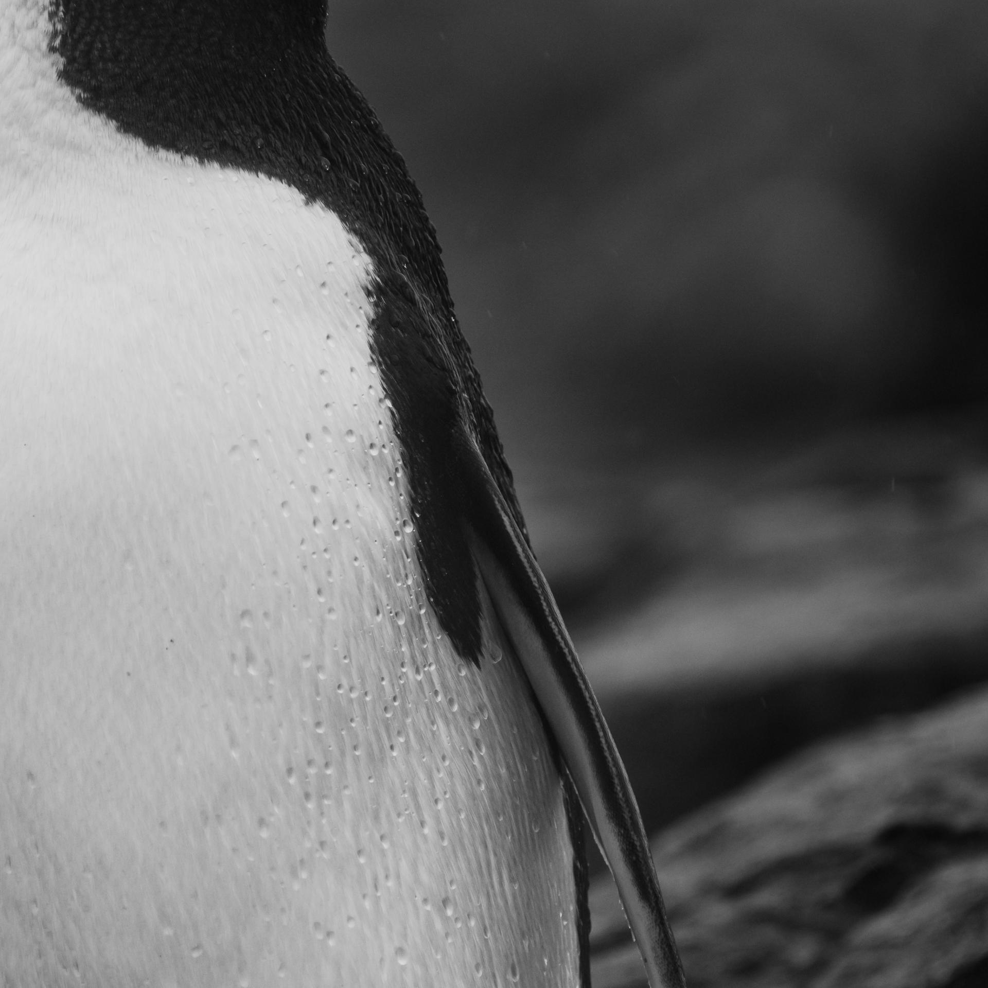 London Photography Awards Winner - Antarctica in Five Acts
