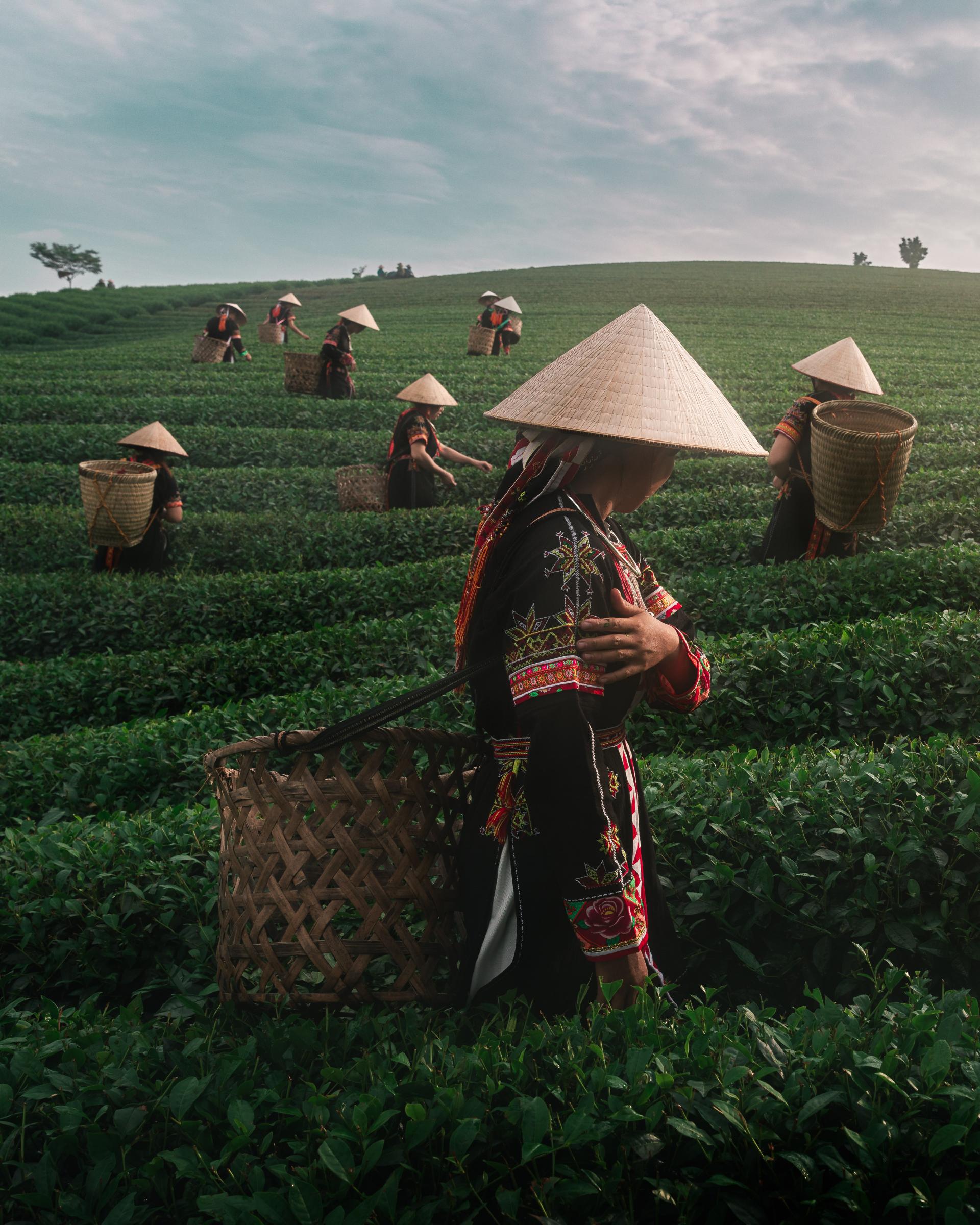 London Photography Awards Winner - Harmony in the Tea Fields