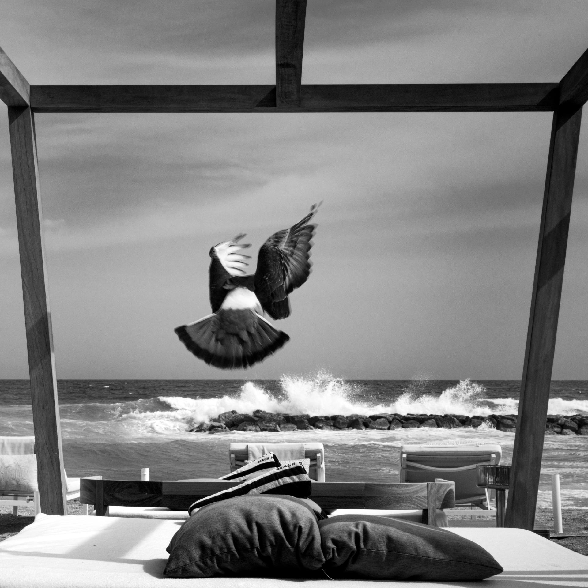 London Photography Awards Winner - Beach bird