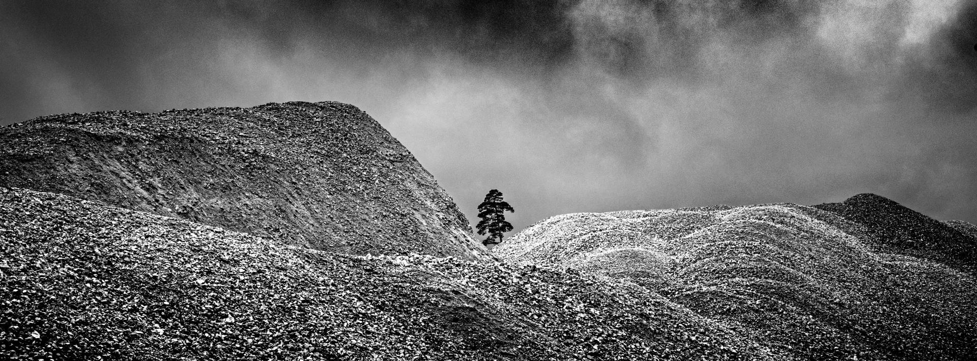 London Photography Awards Winner - Lonesome Tree No 2