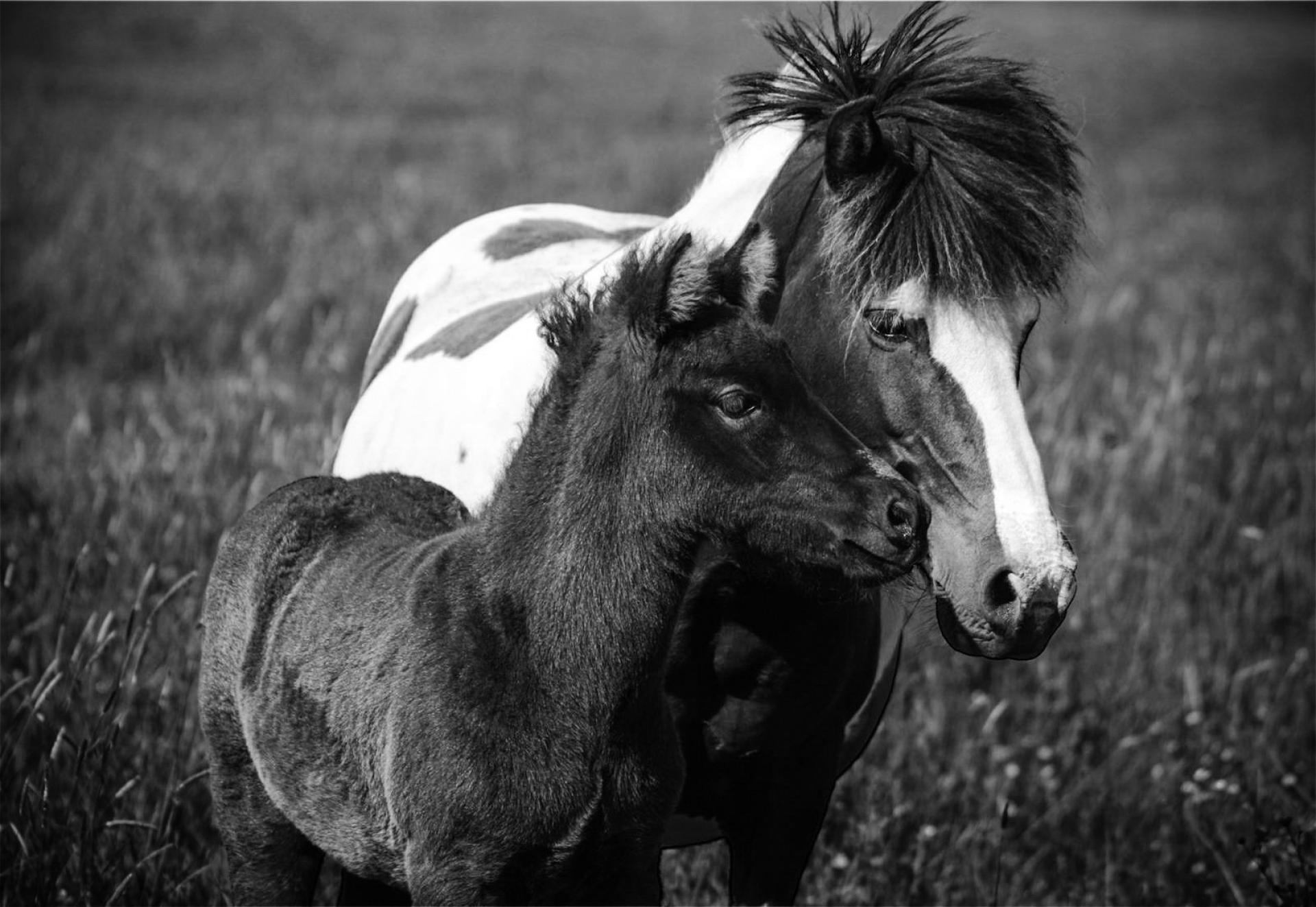 London Photography Awards Winner - Ice young star