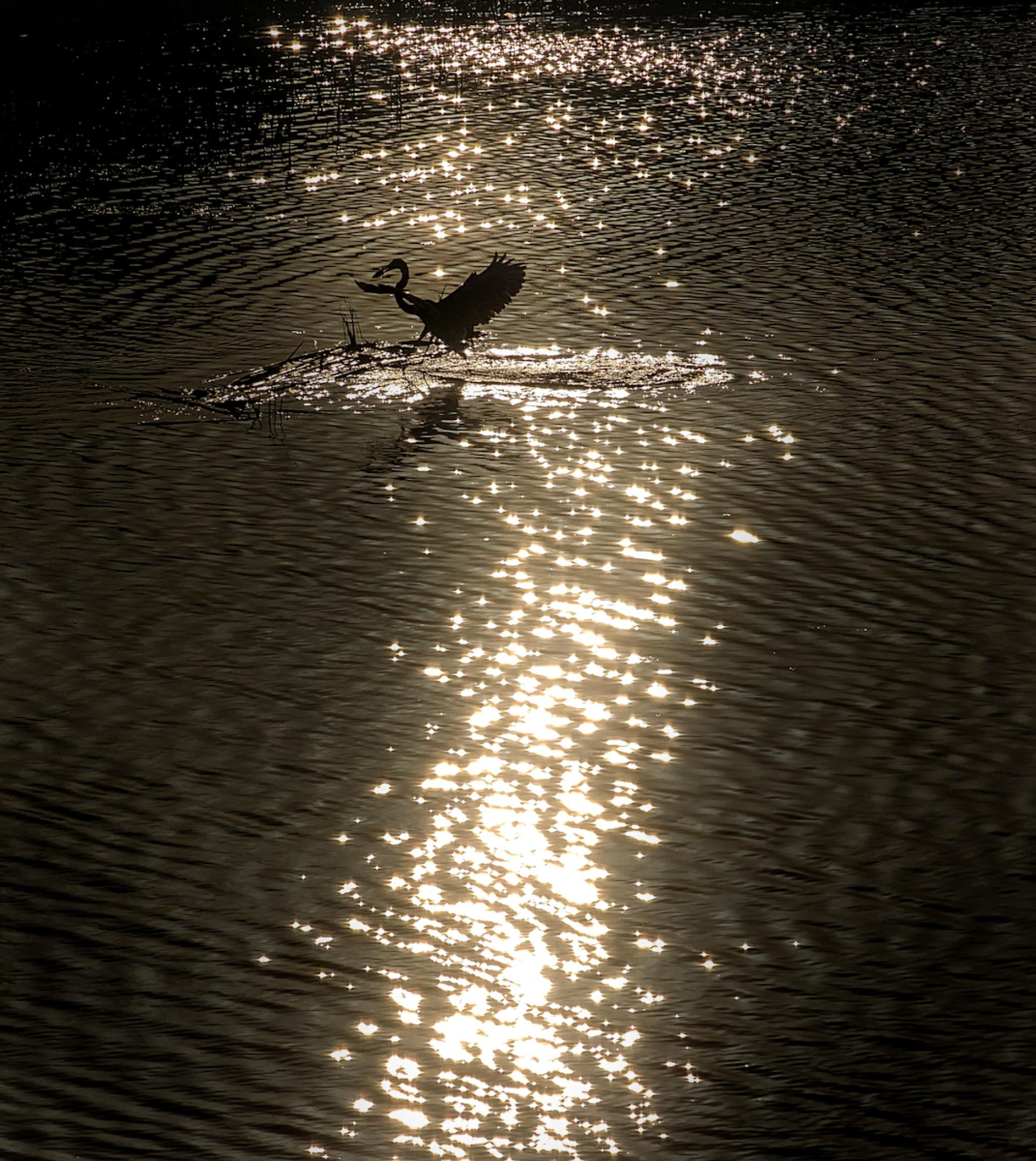 London Photography Awards Winner - Lights Will Guide You Home