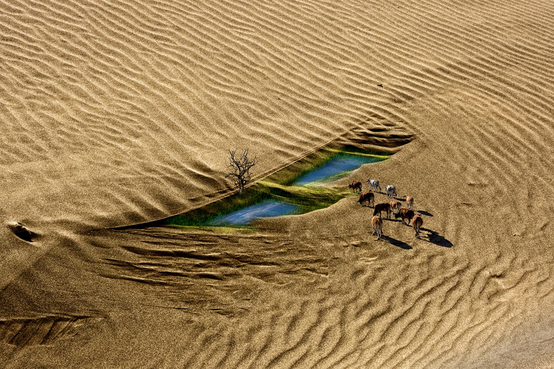 London Photography Awards Winner - Cow on the sandbar