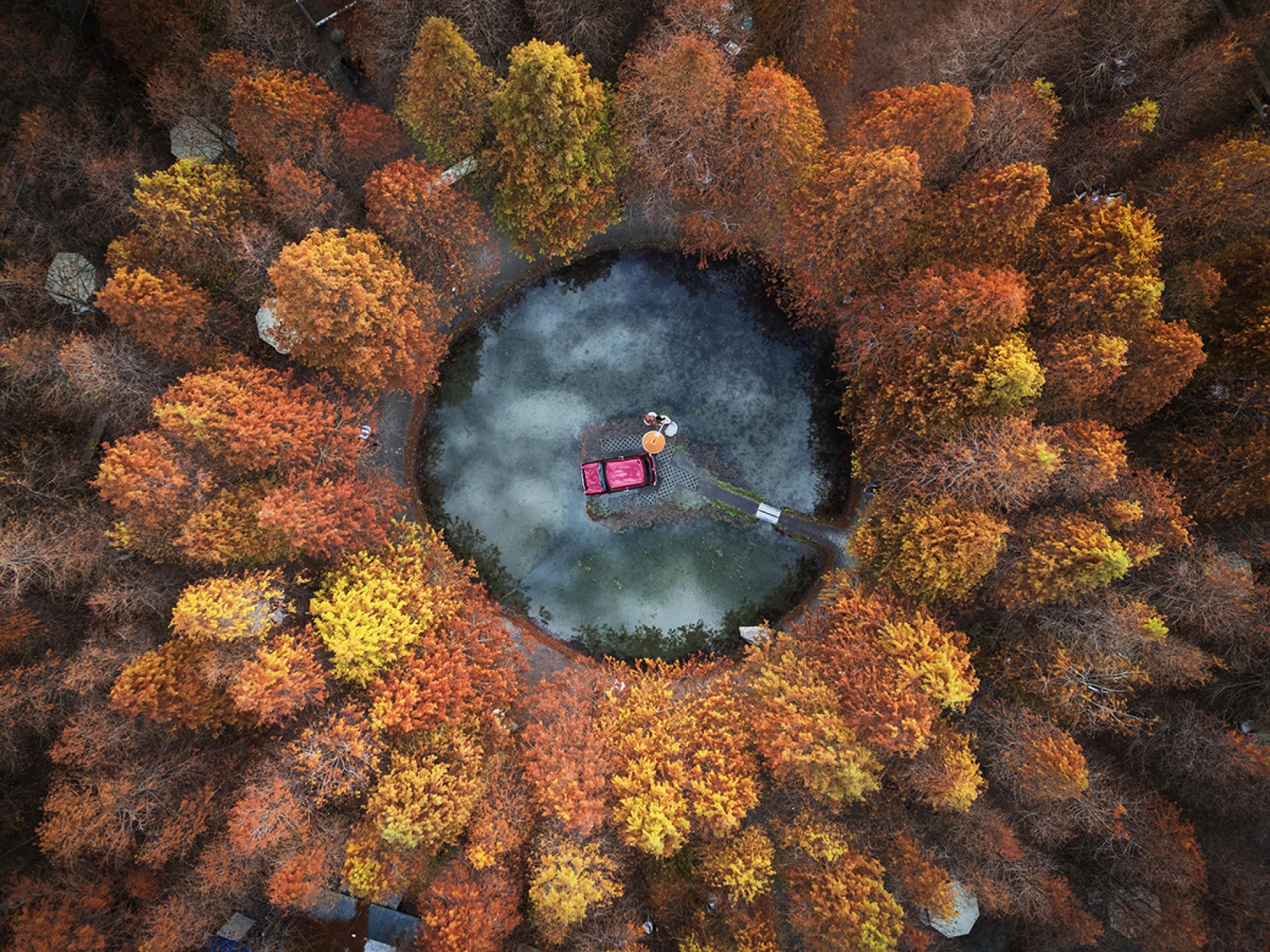 London Photography Awards Winner - The Beautiful larch forest