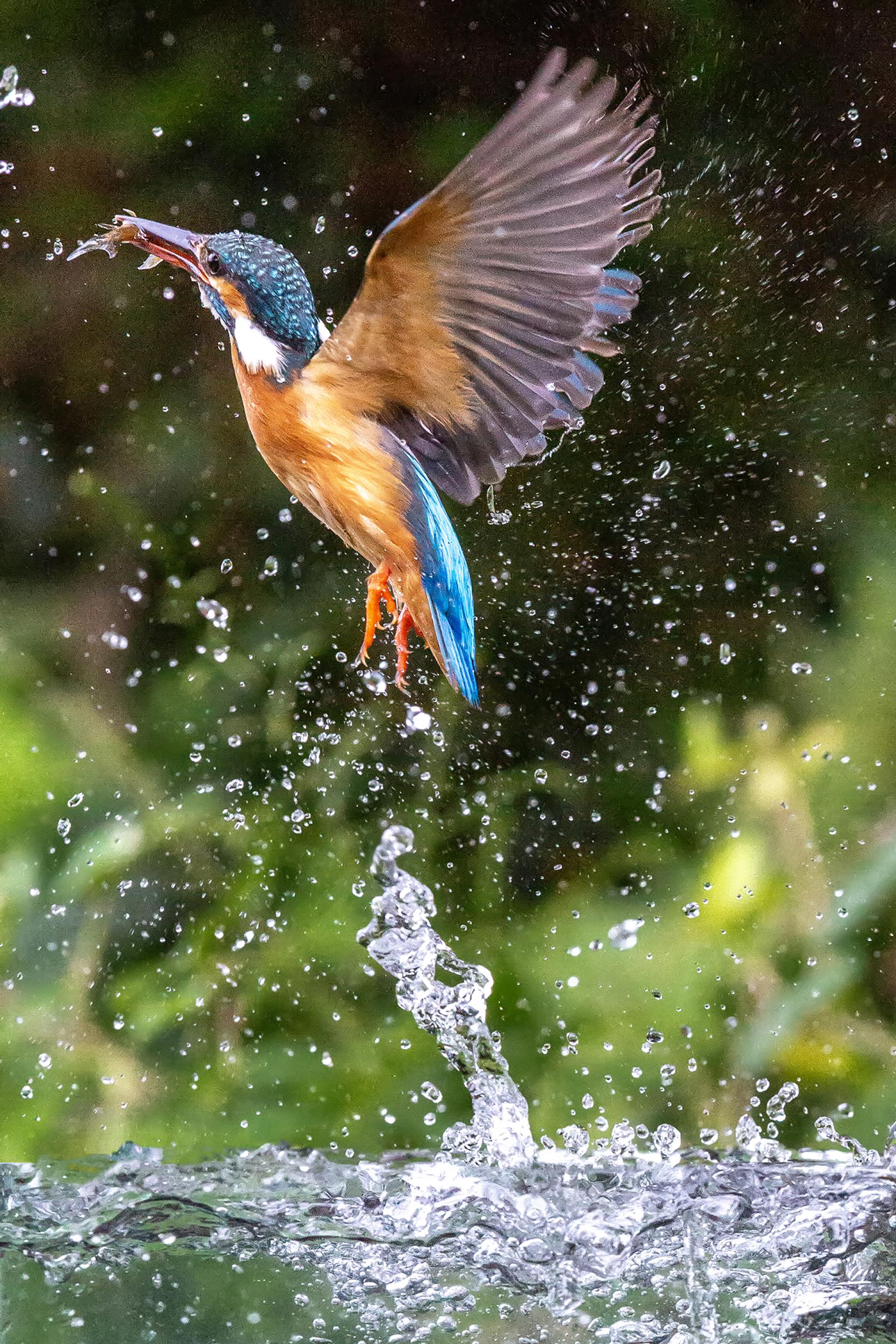 London Photography Awards Winner - Kingfisher entering the water to catch fish