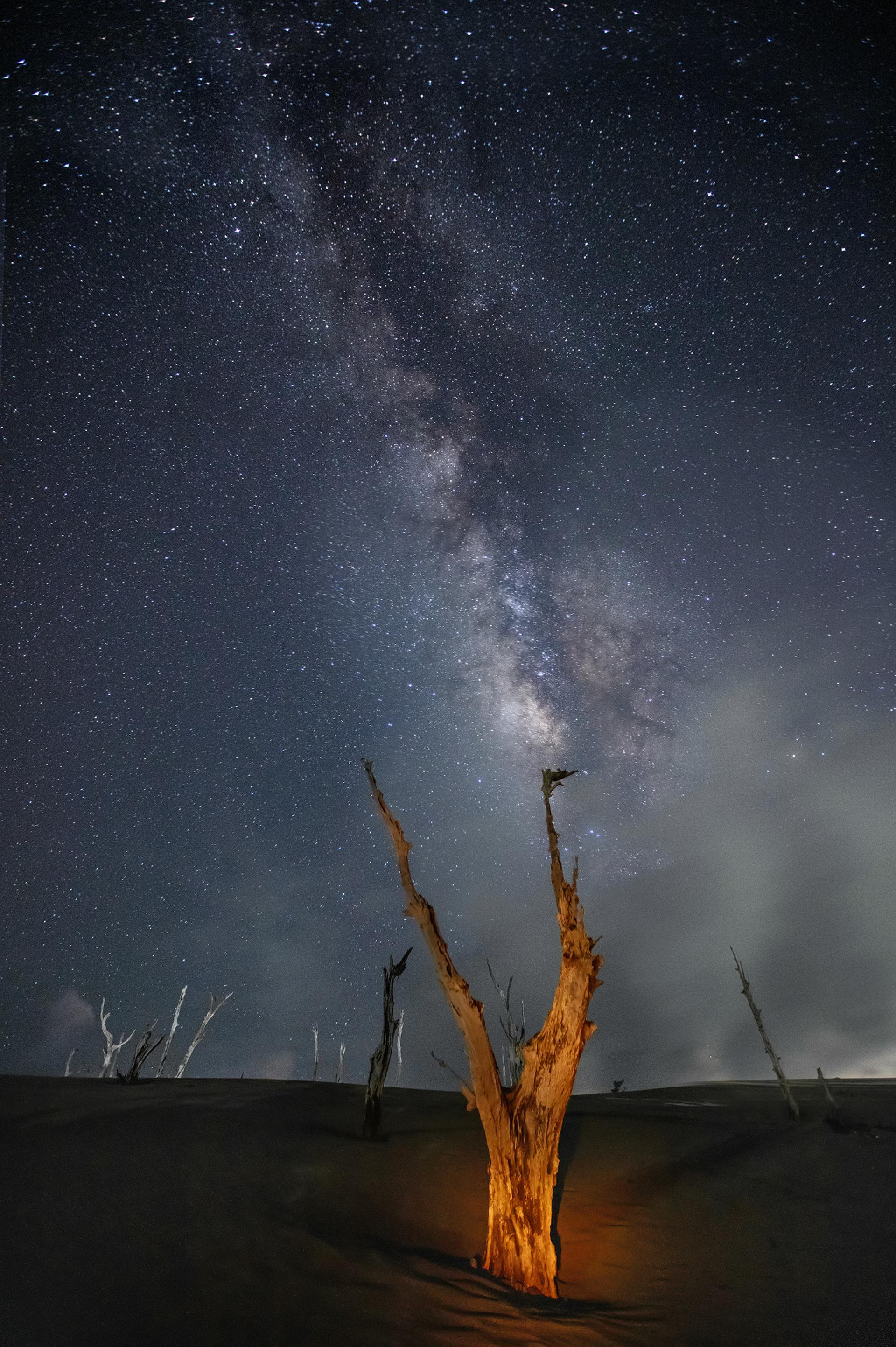 London Photography Awards Winner - Dead tree pointing to the Milky Way 