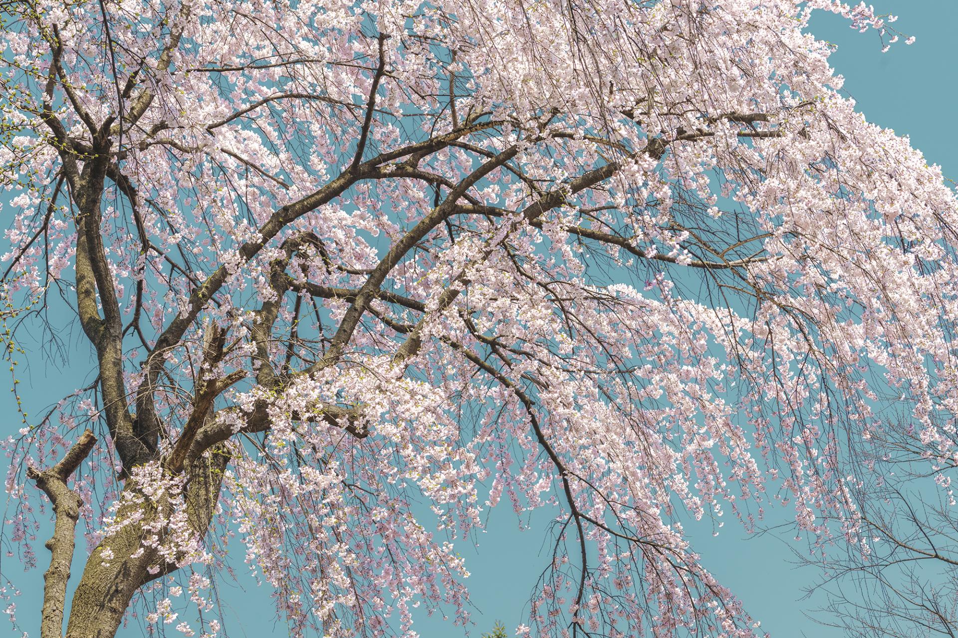 London Photography Awards Winner - Cherry blossoms falling against a clear sky