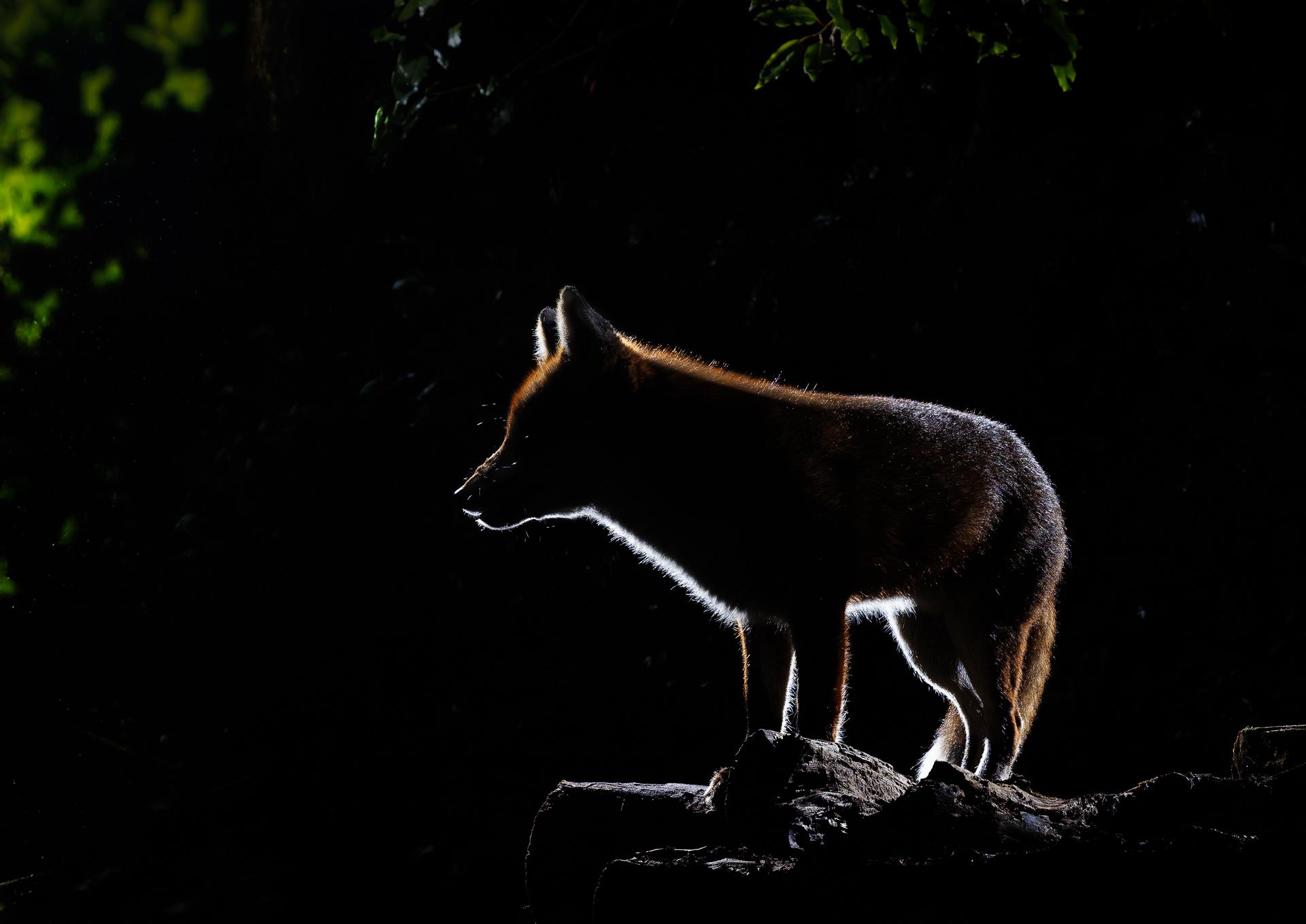 London Photography Awards Winner - Rim Lit Fox