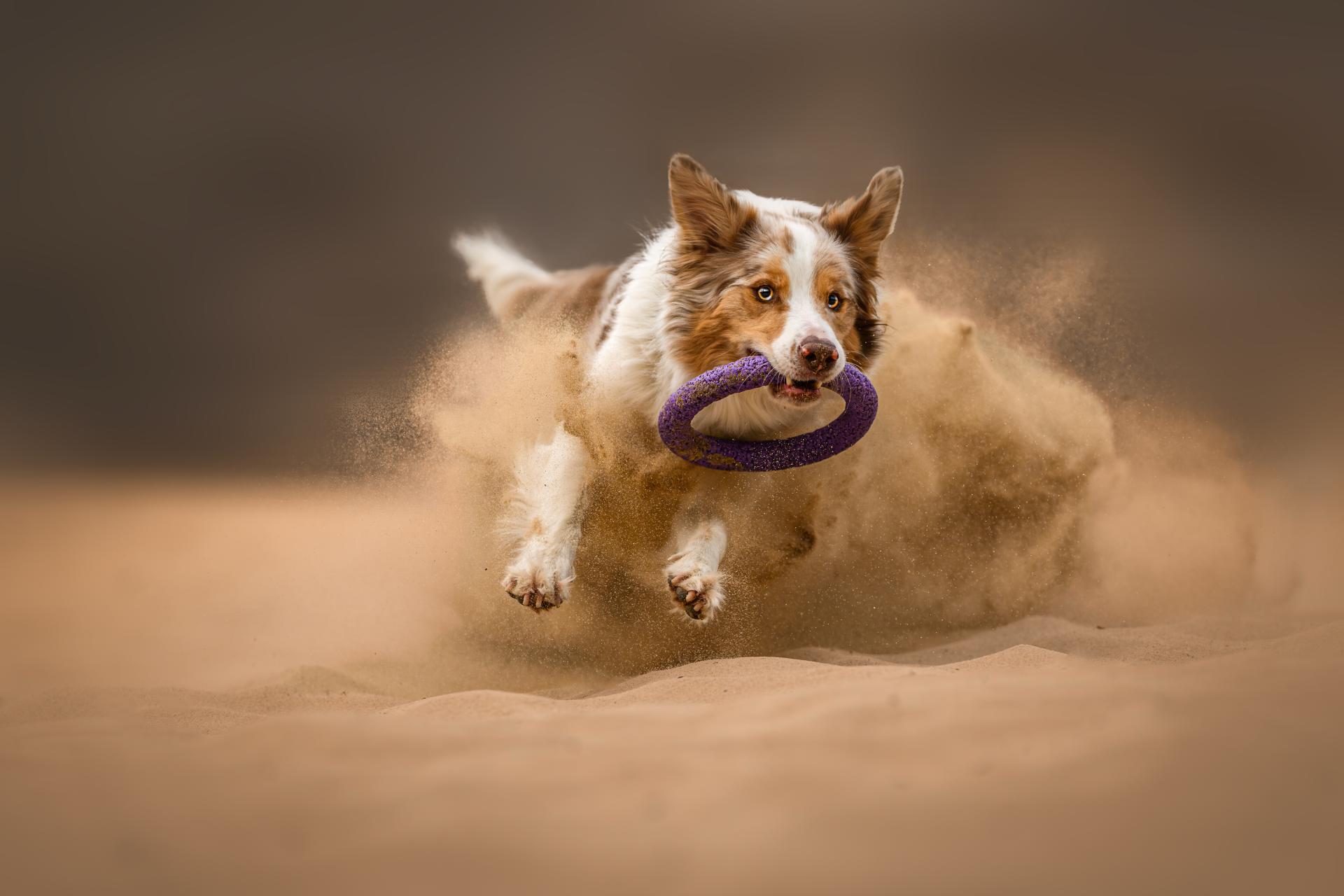 London Photography Awards Winner - Wild heart in the sand 