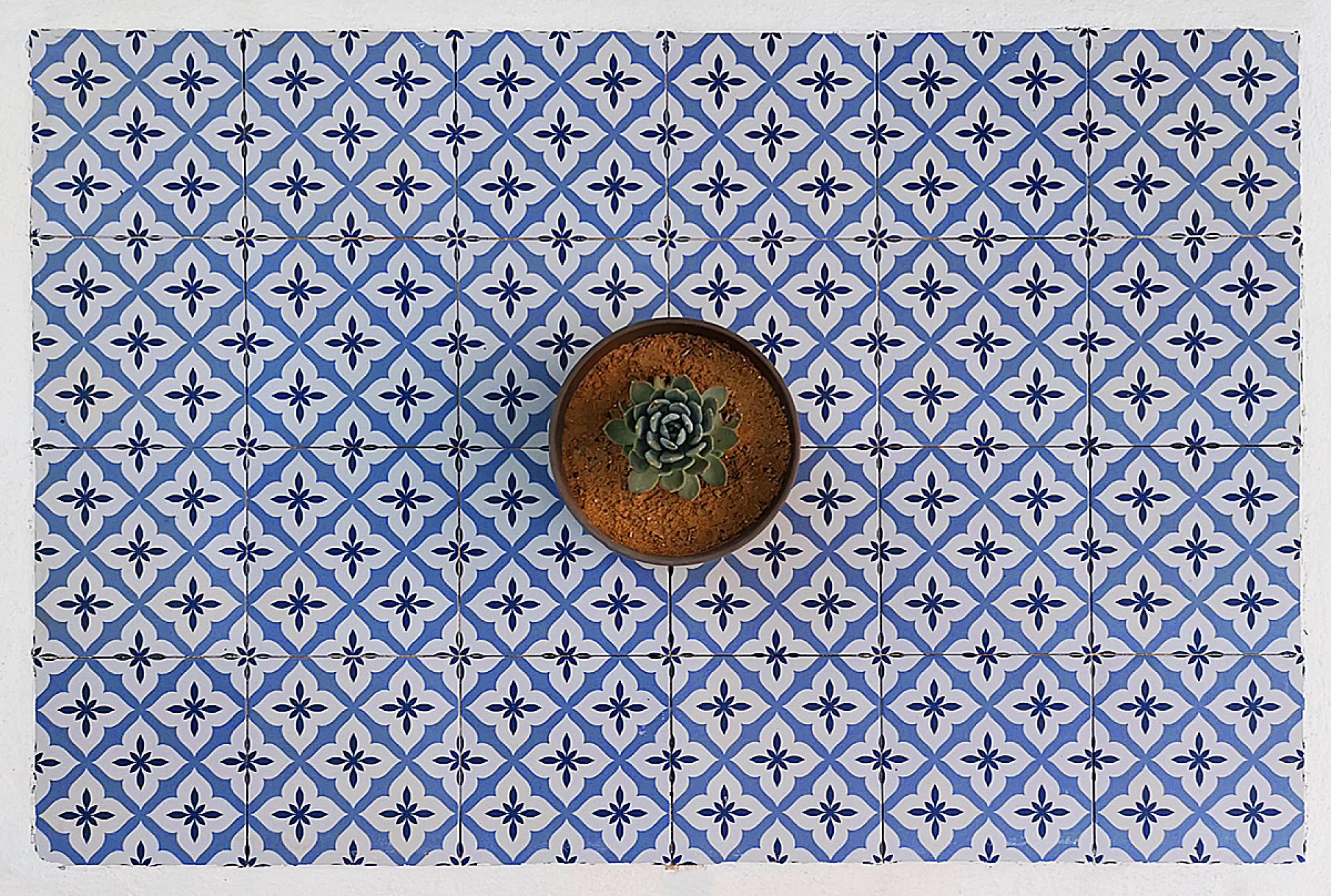 London Photography Awards Winner - Cactus
