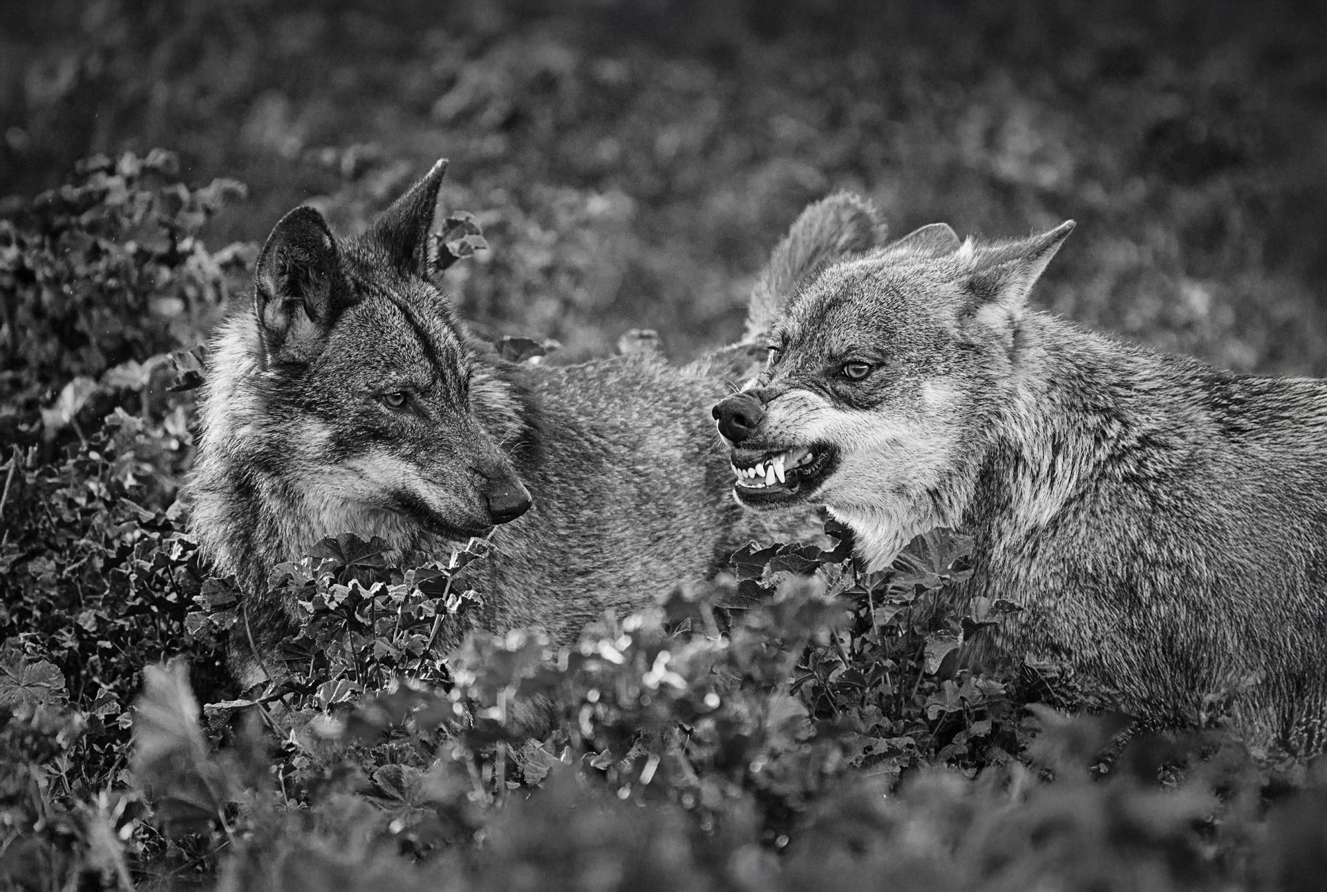 London Photography Awards Winner - Lobos