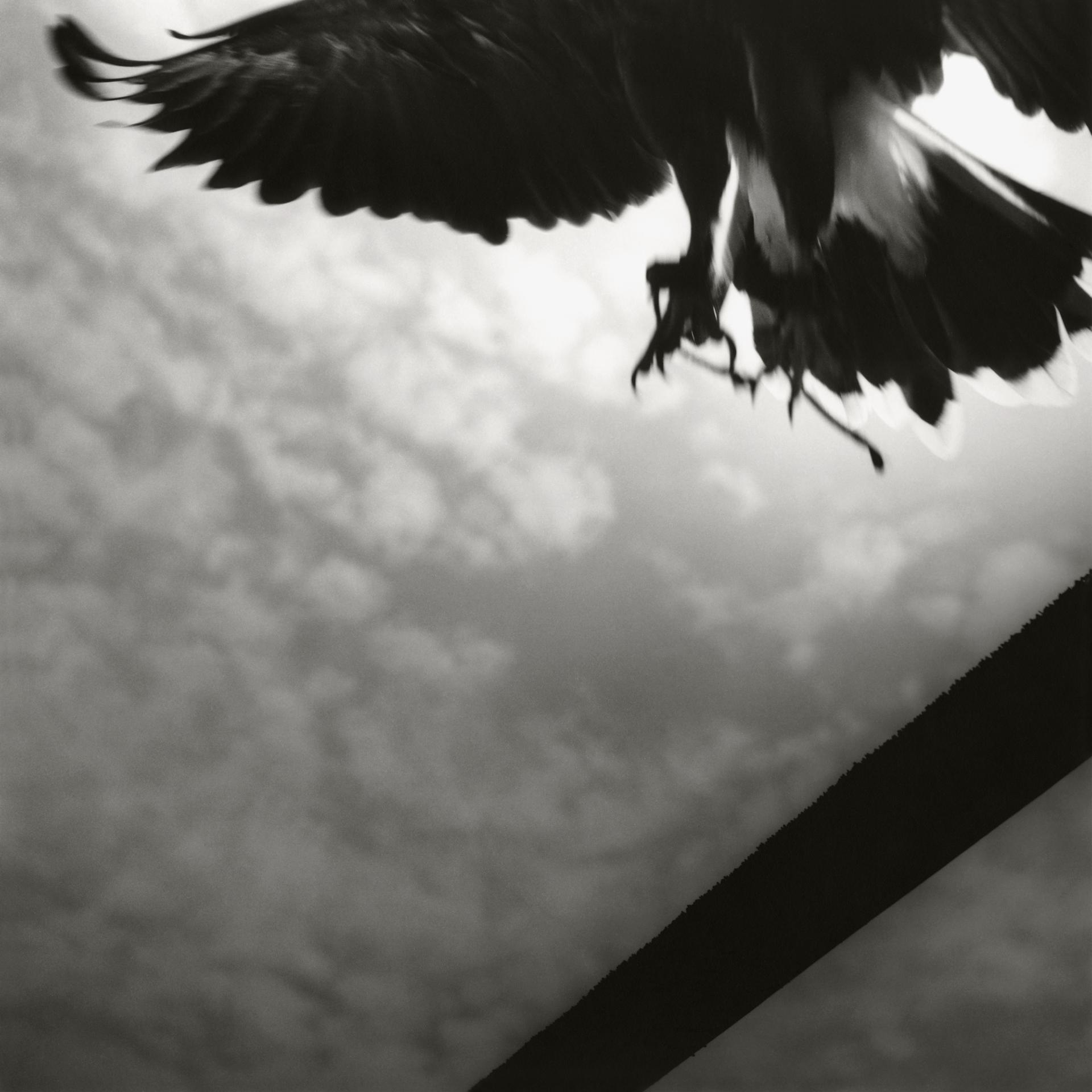 London Photography Awards Winner - Broken Shadow