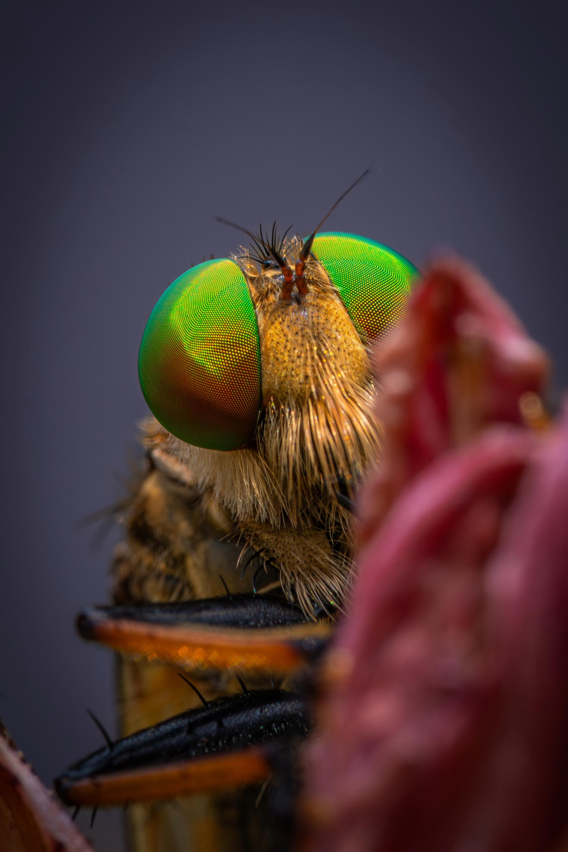 London Photography Awards Winner - The magic of beautiful compound eyes