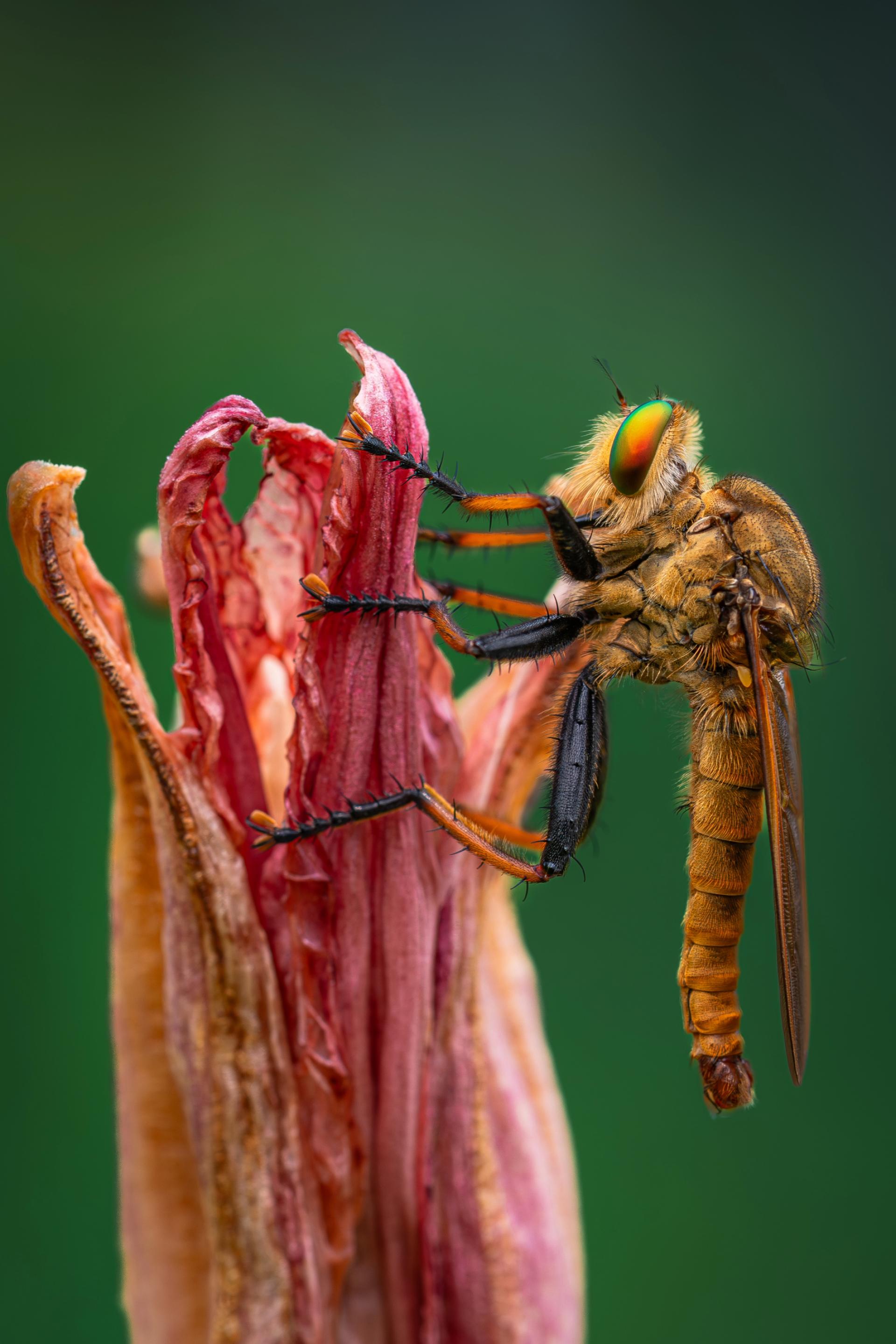 London Photography Awards Winner - Fierce flies and wilting flowers