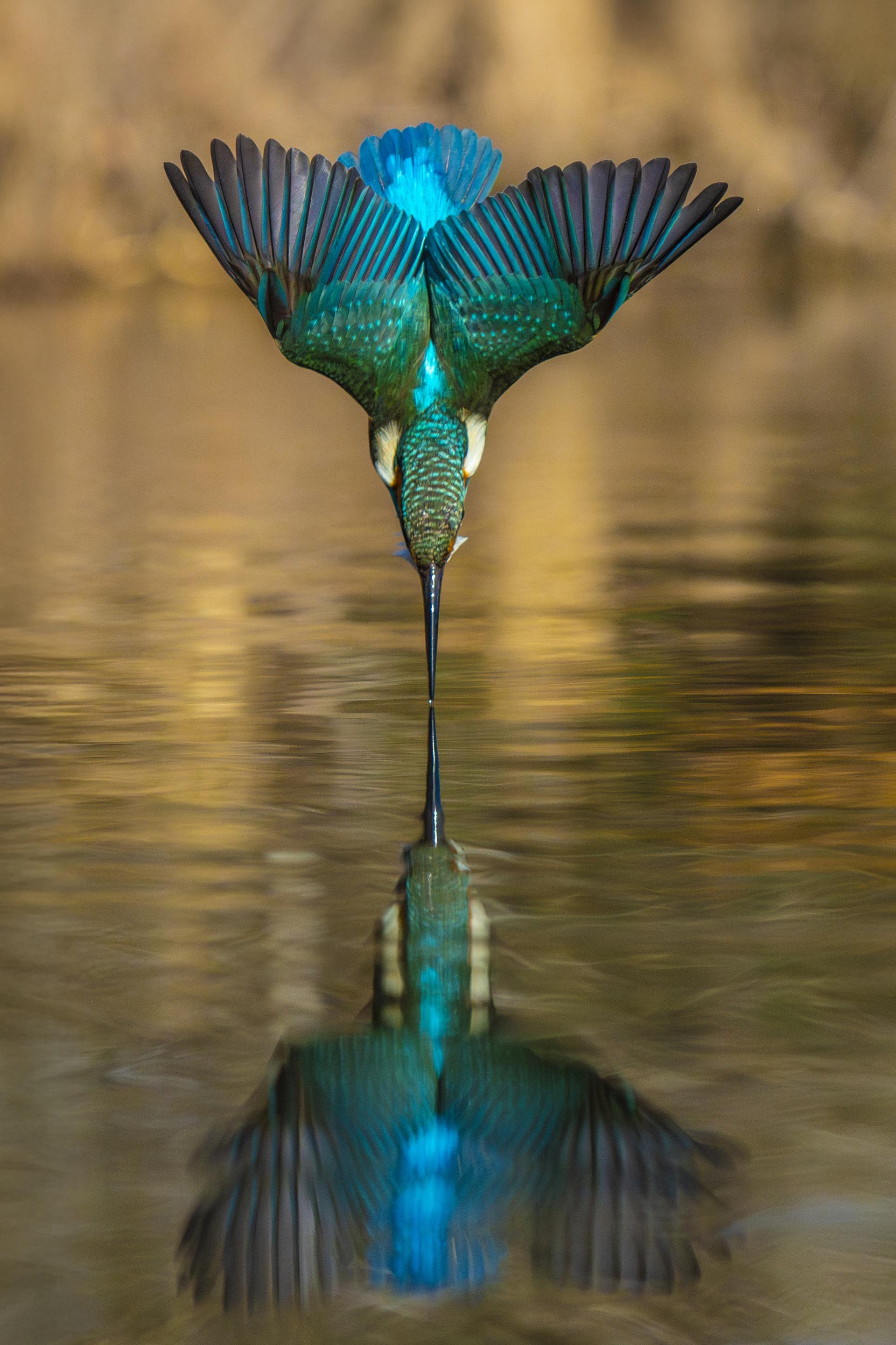 London Photography Awards Winner - kingfisher