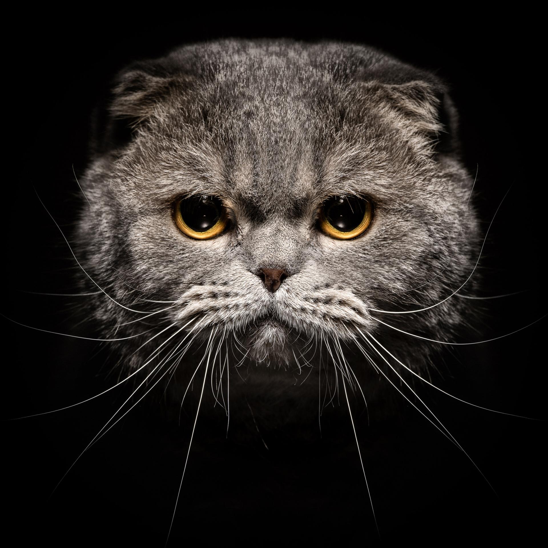 London Photography Awards Winner - Animalia Humanitas
