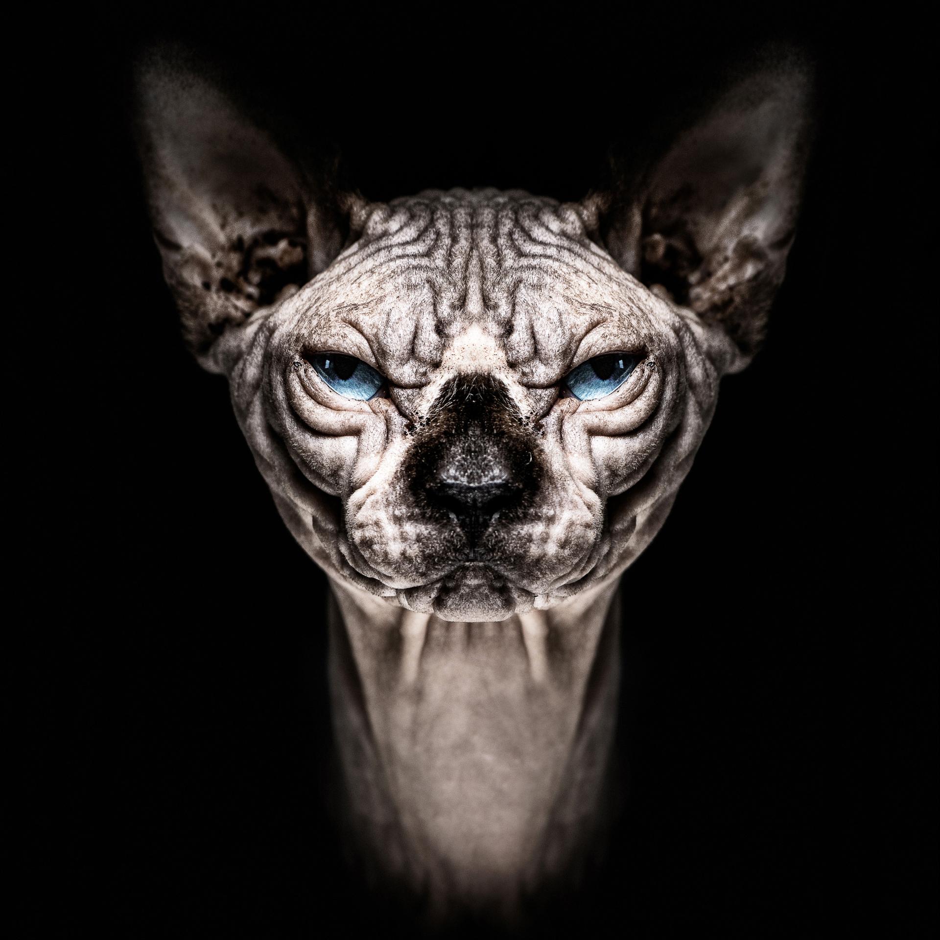 London Photography Awards Winner - Animalia Humanitas