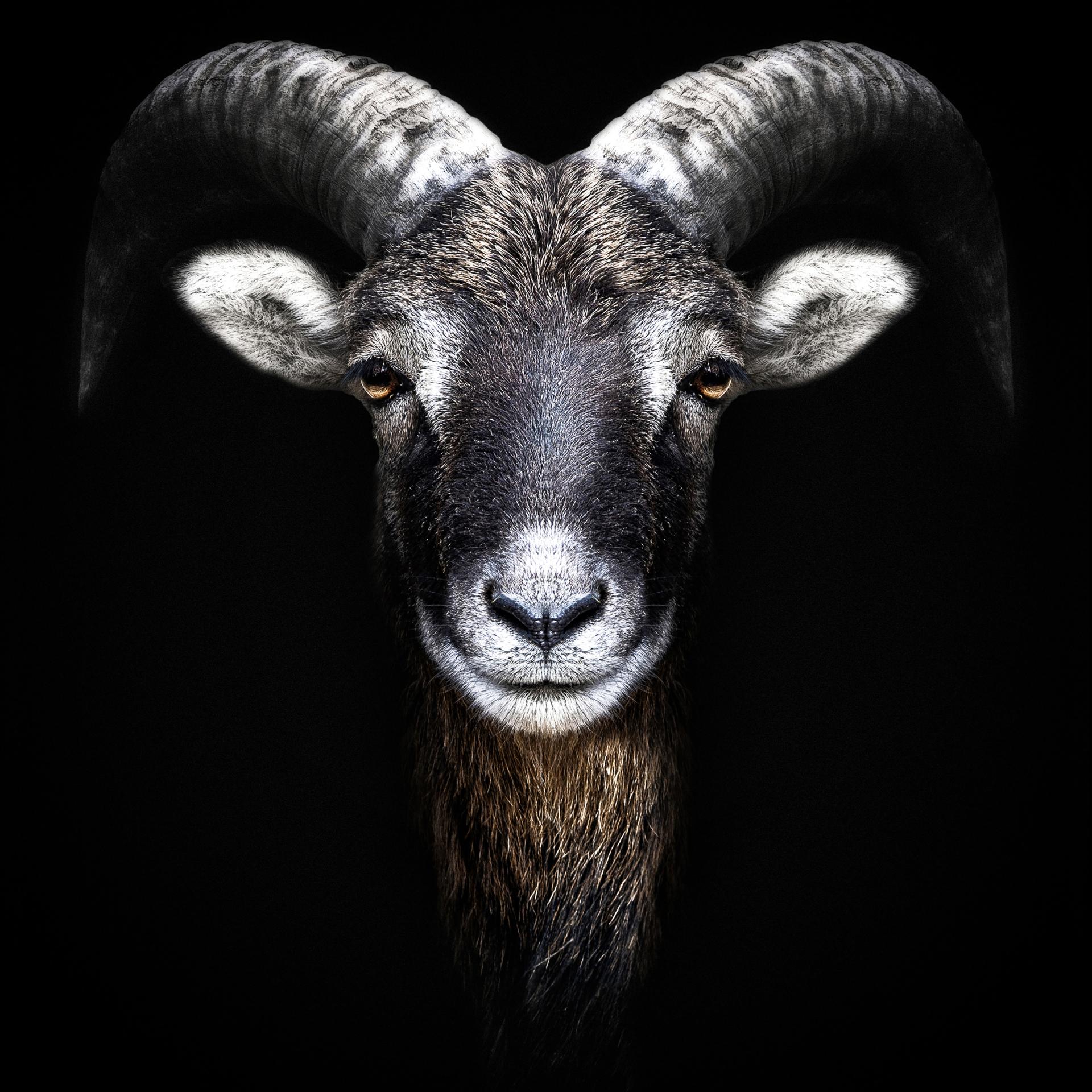 London Photography Awards Winner - Animalia Humanitas