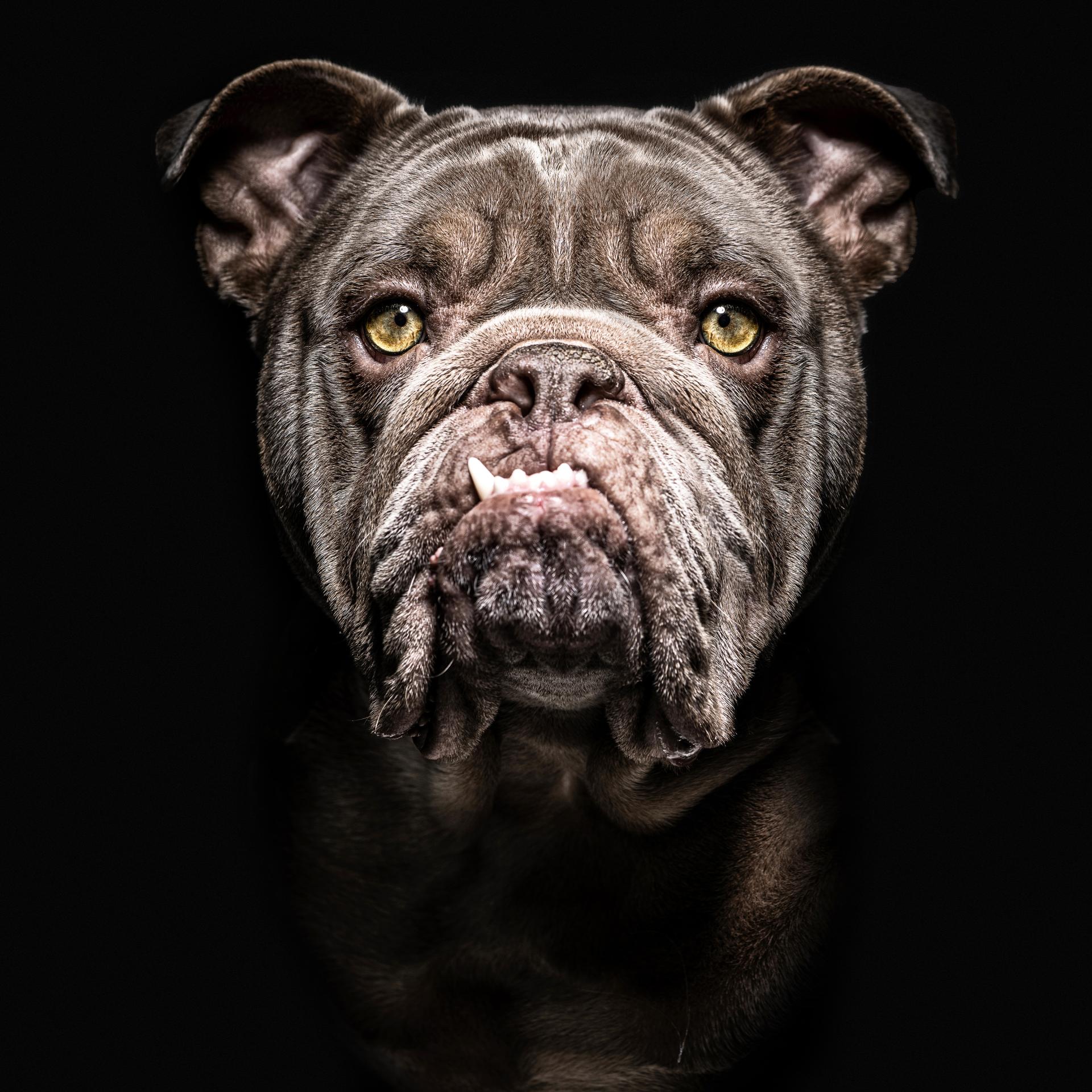 London Photography Awards Winner - Animalia Humanitas