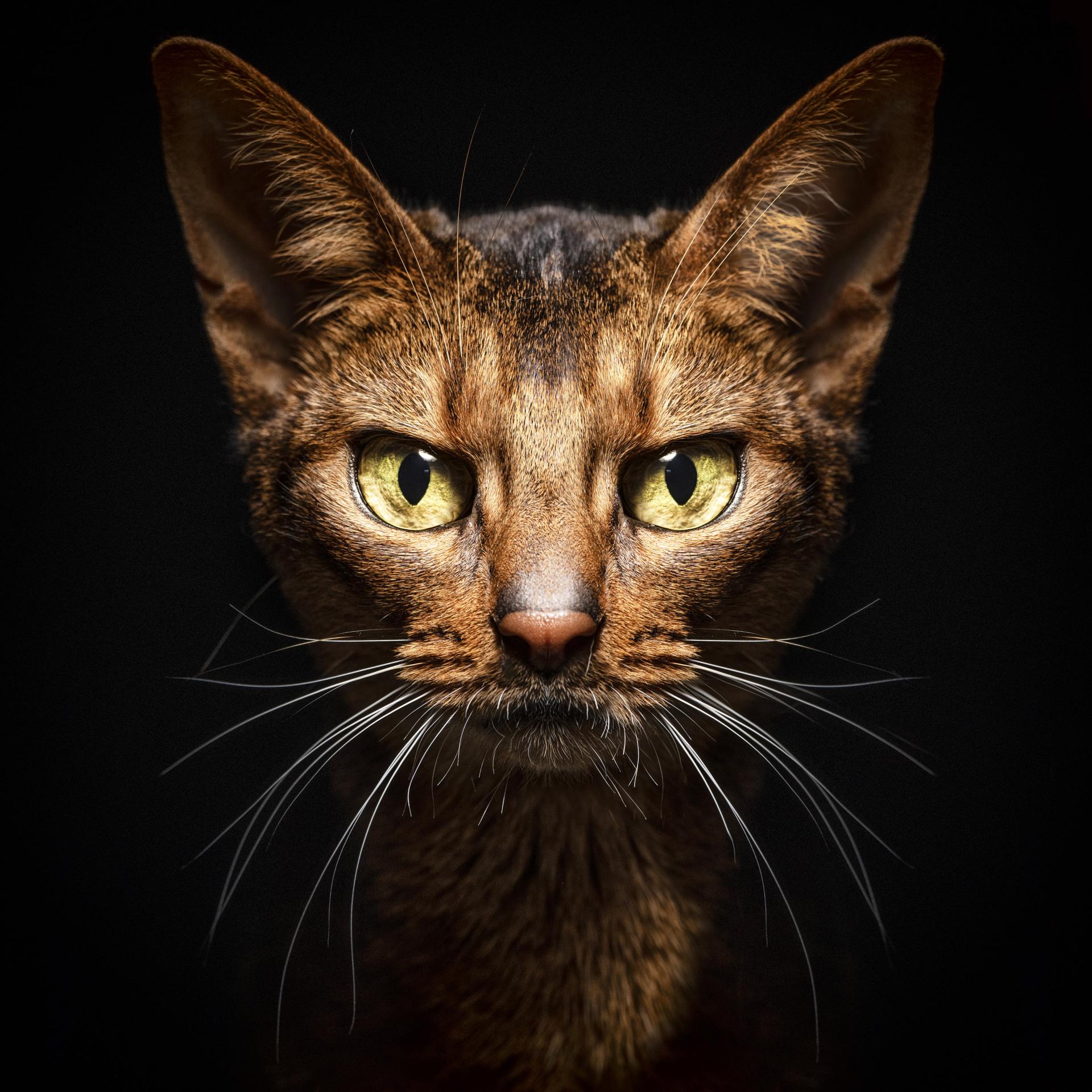 London Photography Awards Winner - Animalia Humanitas