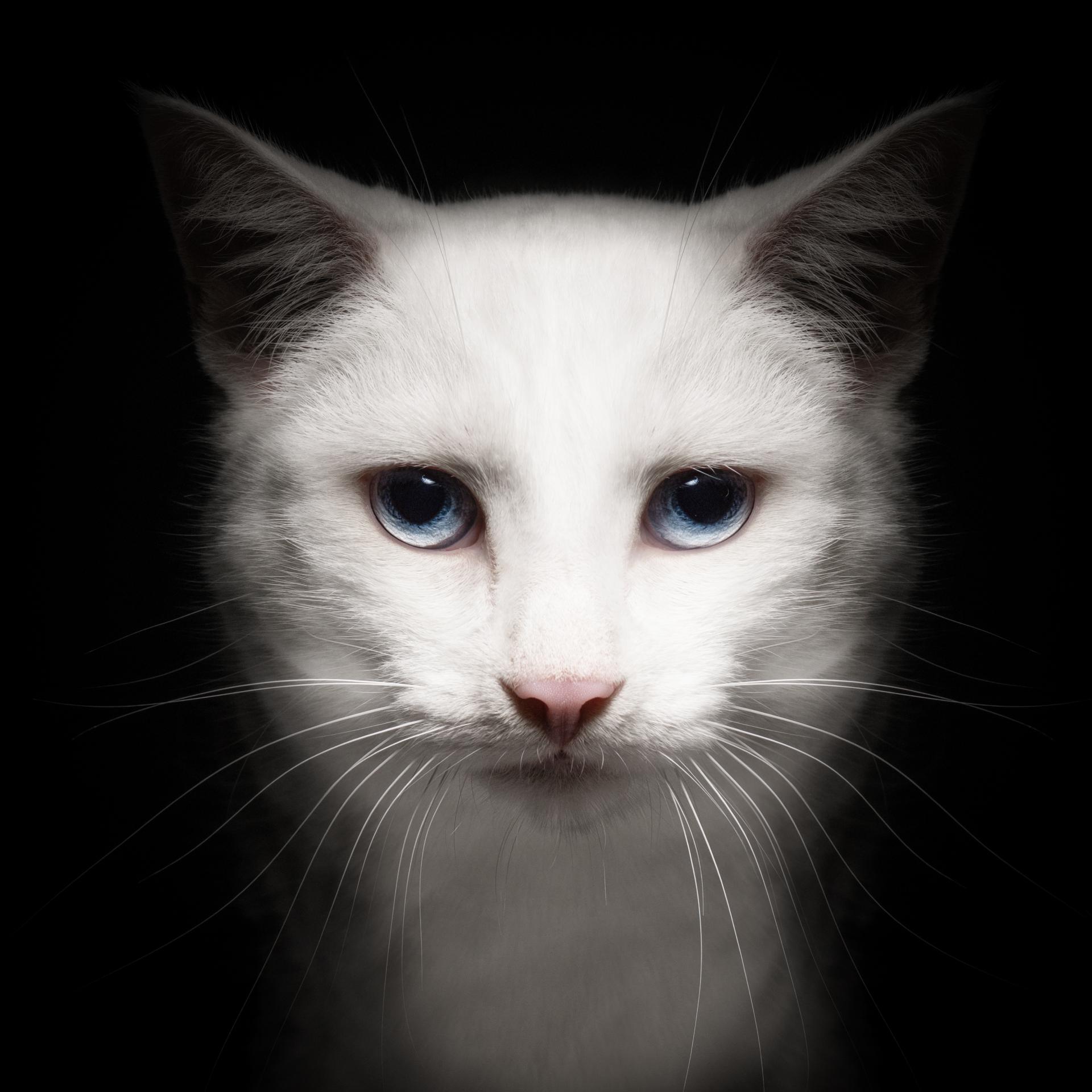 London Photography Awards Winner - Animalia Humanitas