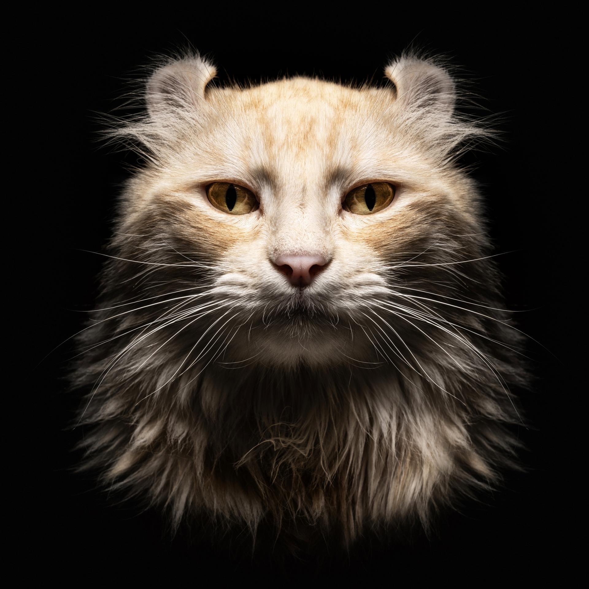 London Photography Awards Winner - Animalia Humanitas
