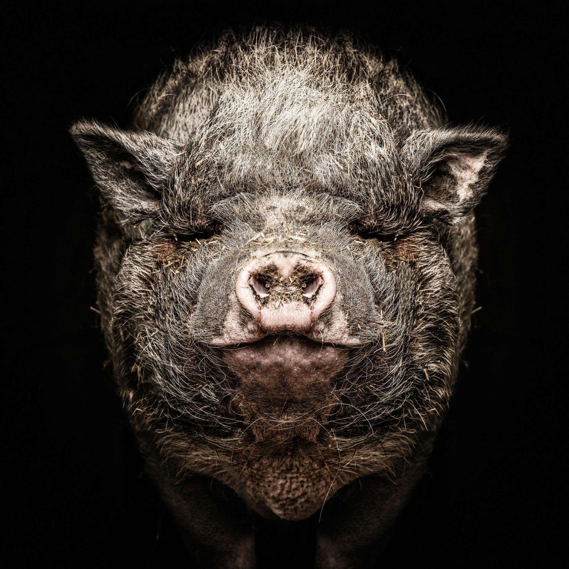 London Photography Awards Winner - Animalia Humanitas
