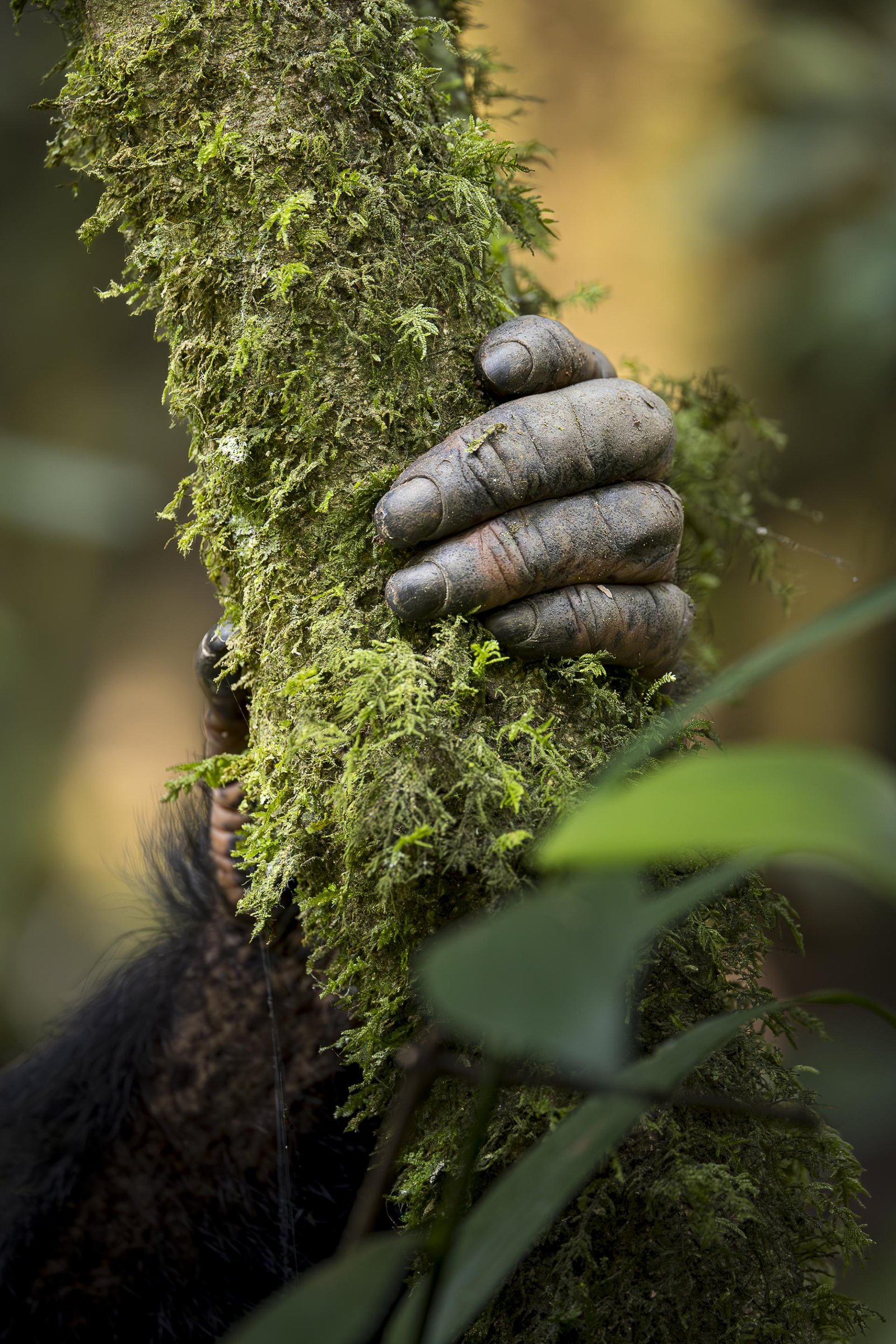 London Photography Awards Winner - Natural link