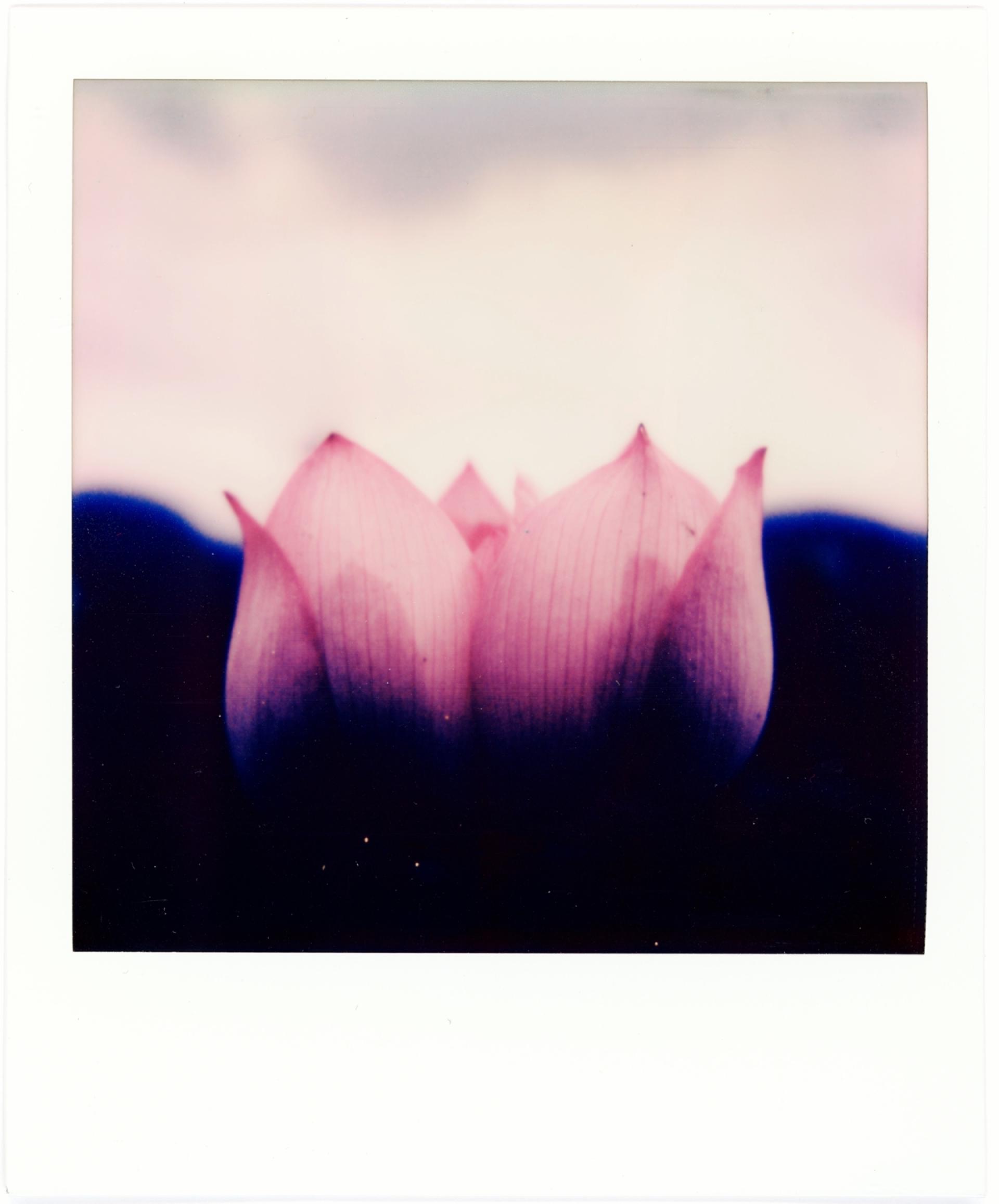 London Photography Awards Winner - Opening