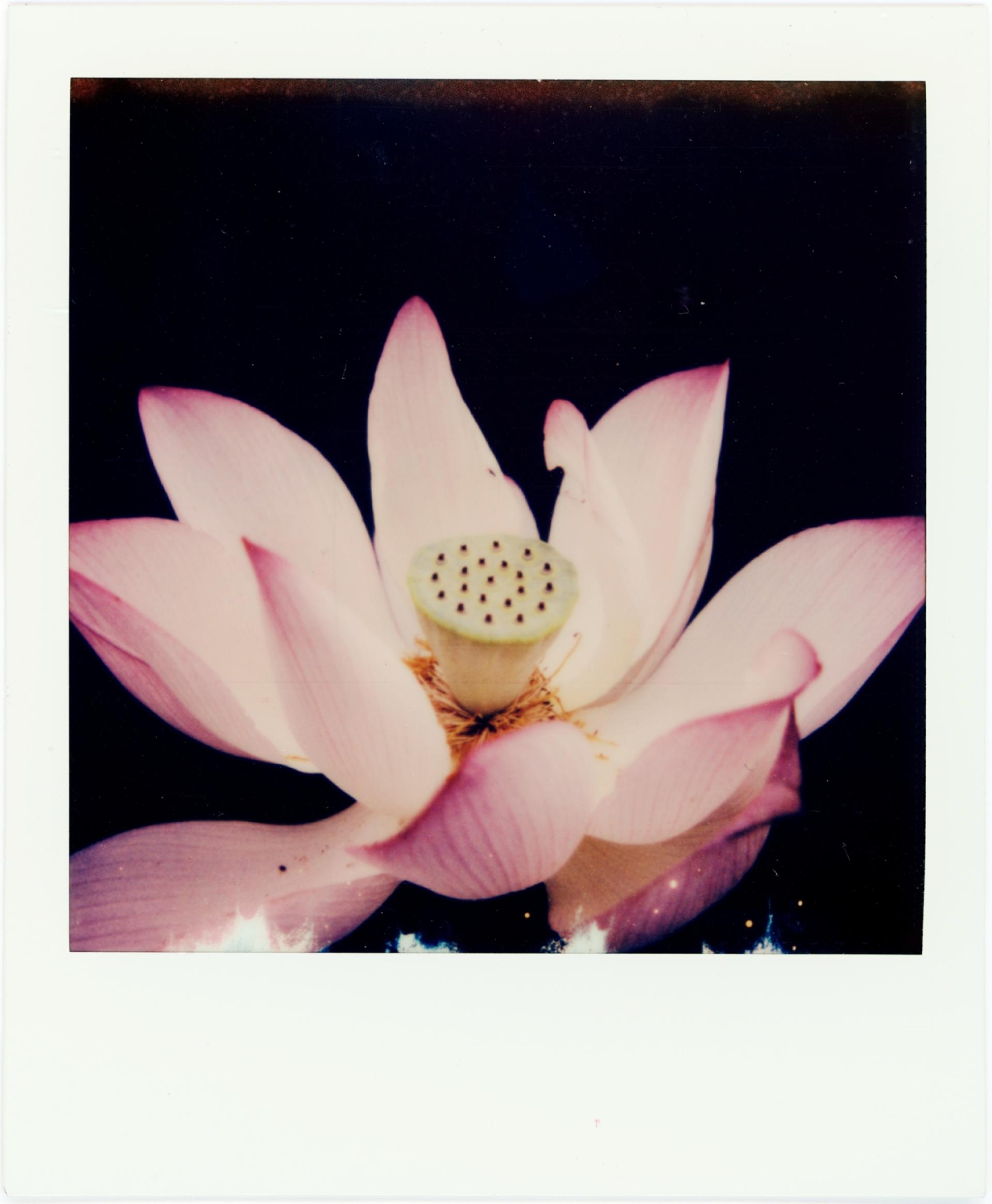 London Photography Awards Winner - Opening