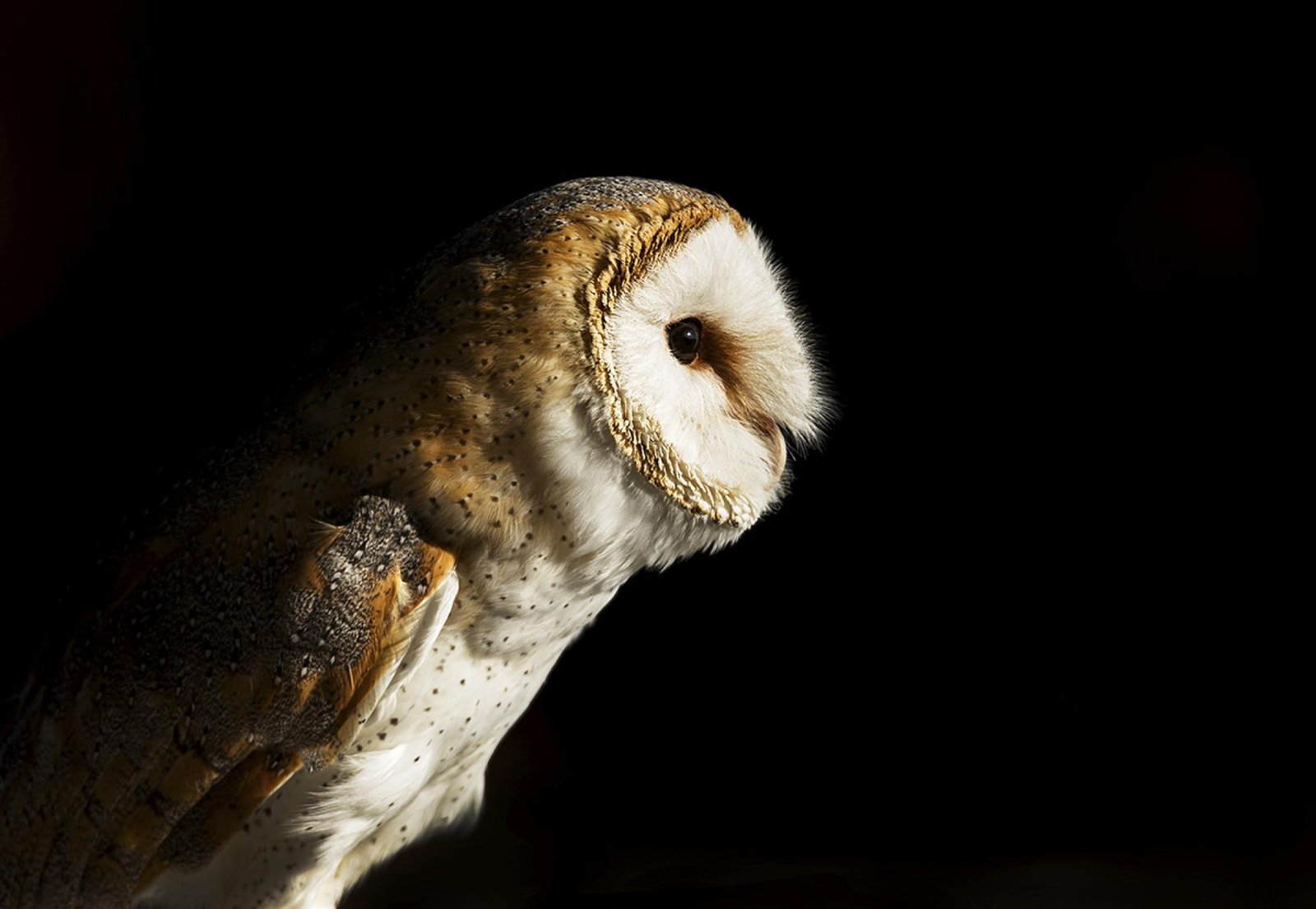 London Photography Awards Winner - Out of the dark