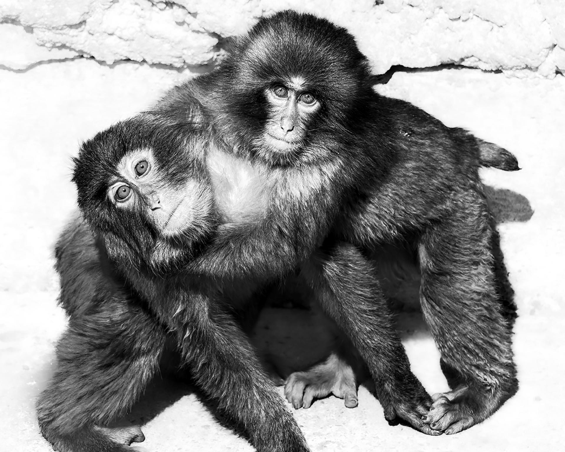 London Photography Awards Winner - Baby monkeys