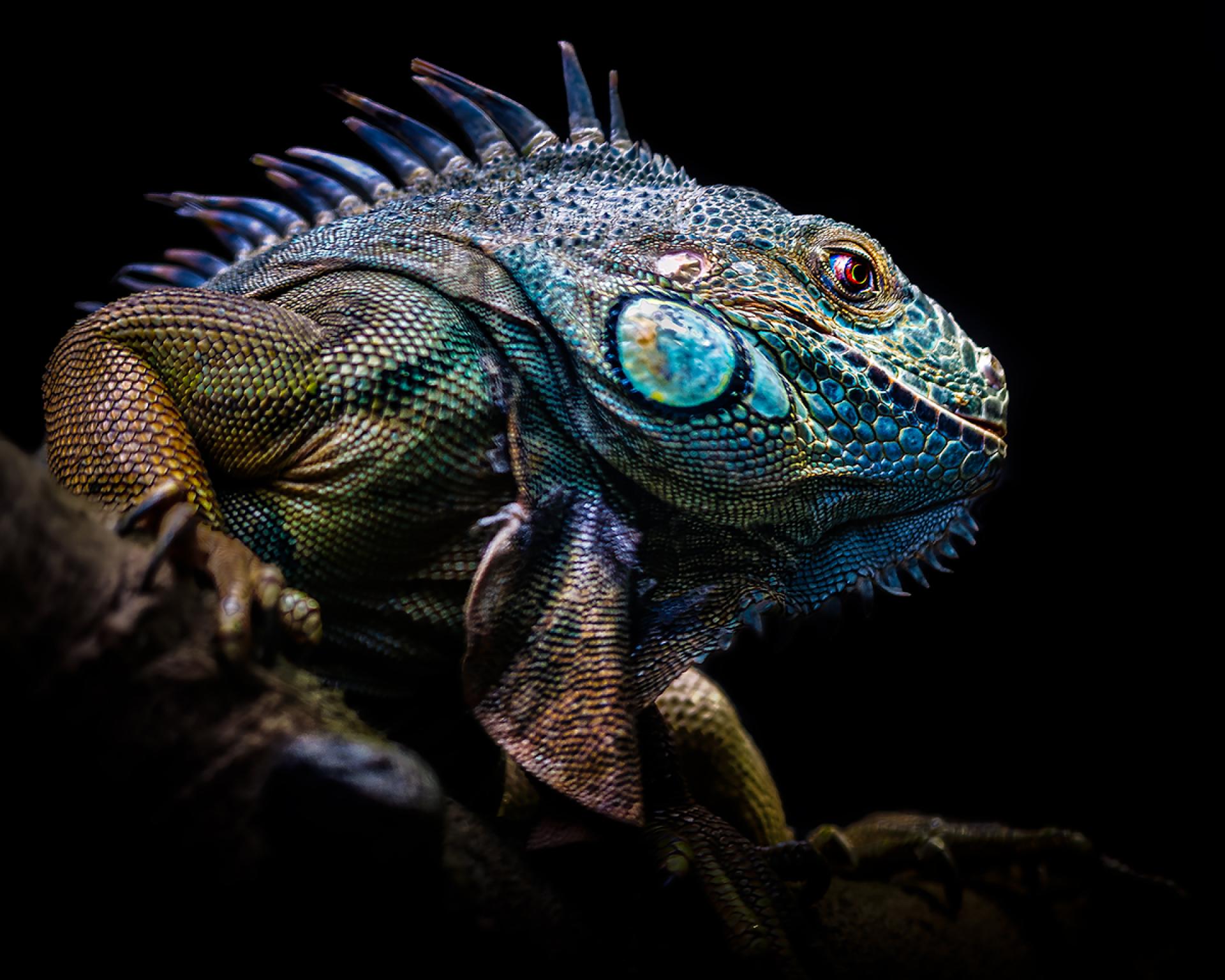 London Photography Awards Winner - Iguana