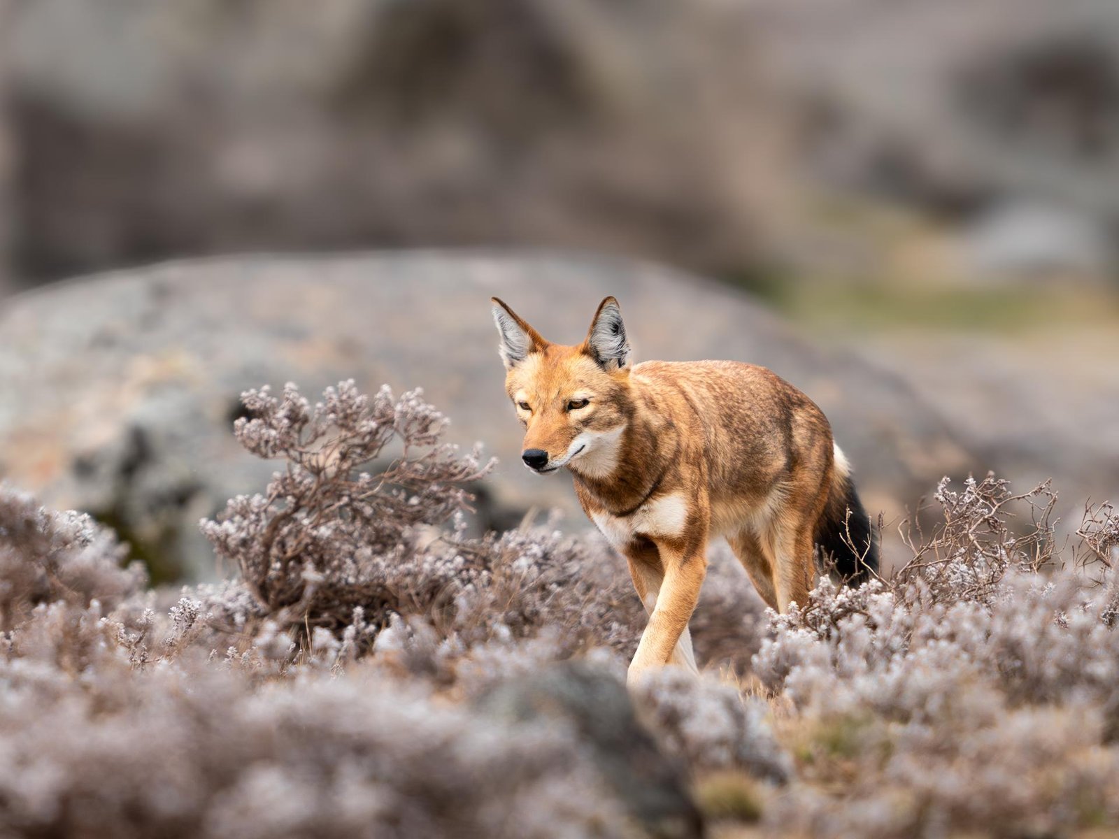 London Photography Awards Winner - The Last of the Highlands