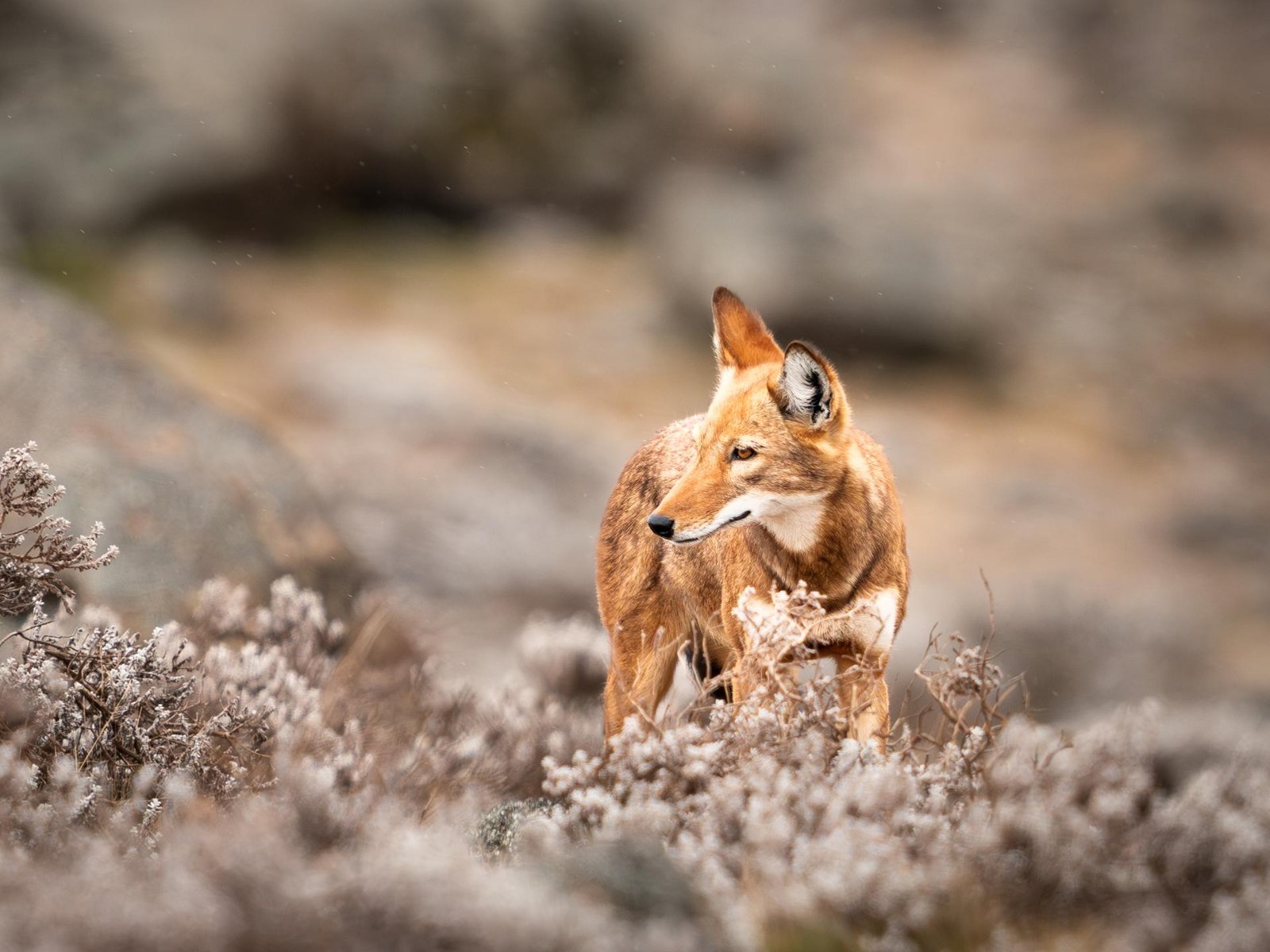 London Photography Awards Winner - The Last of the Highlands