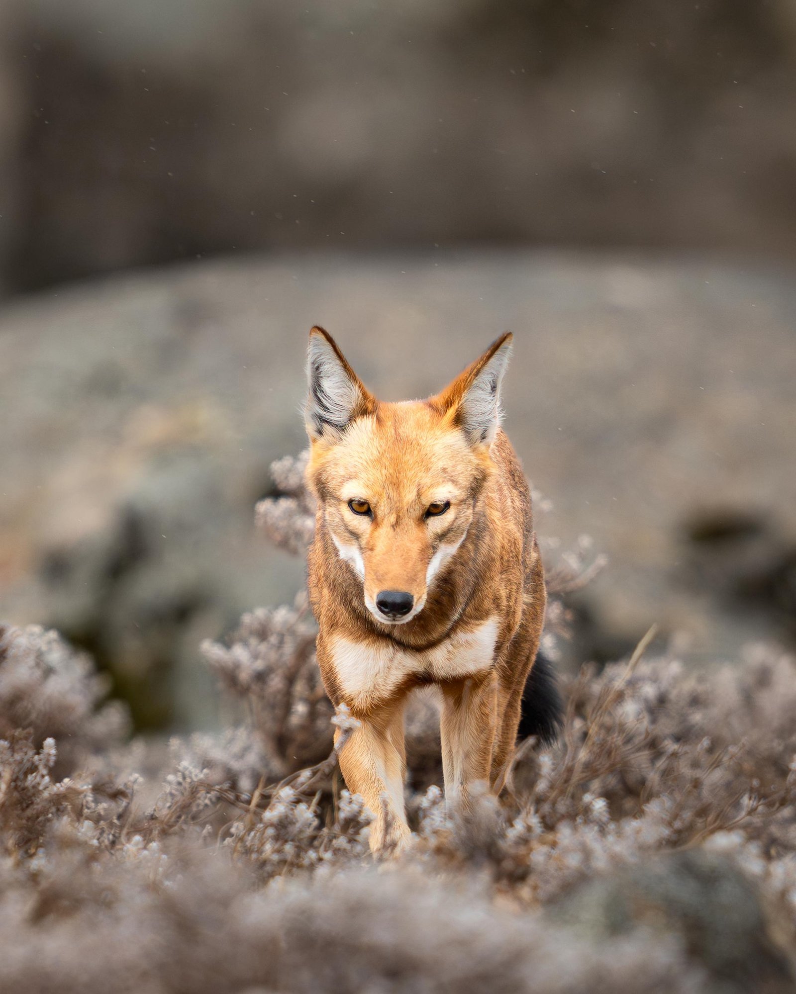 London Photography Awards Winner - The Last of the Highlands