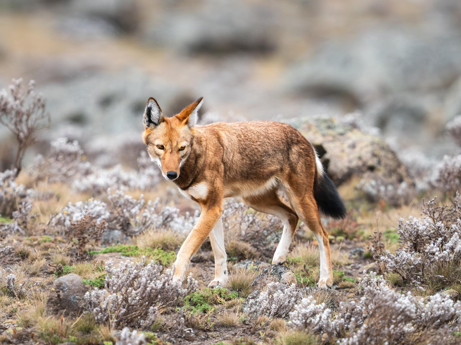 London Photography Awards Winner - The Last of the Highlands