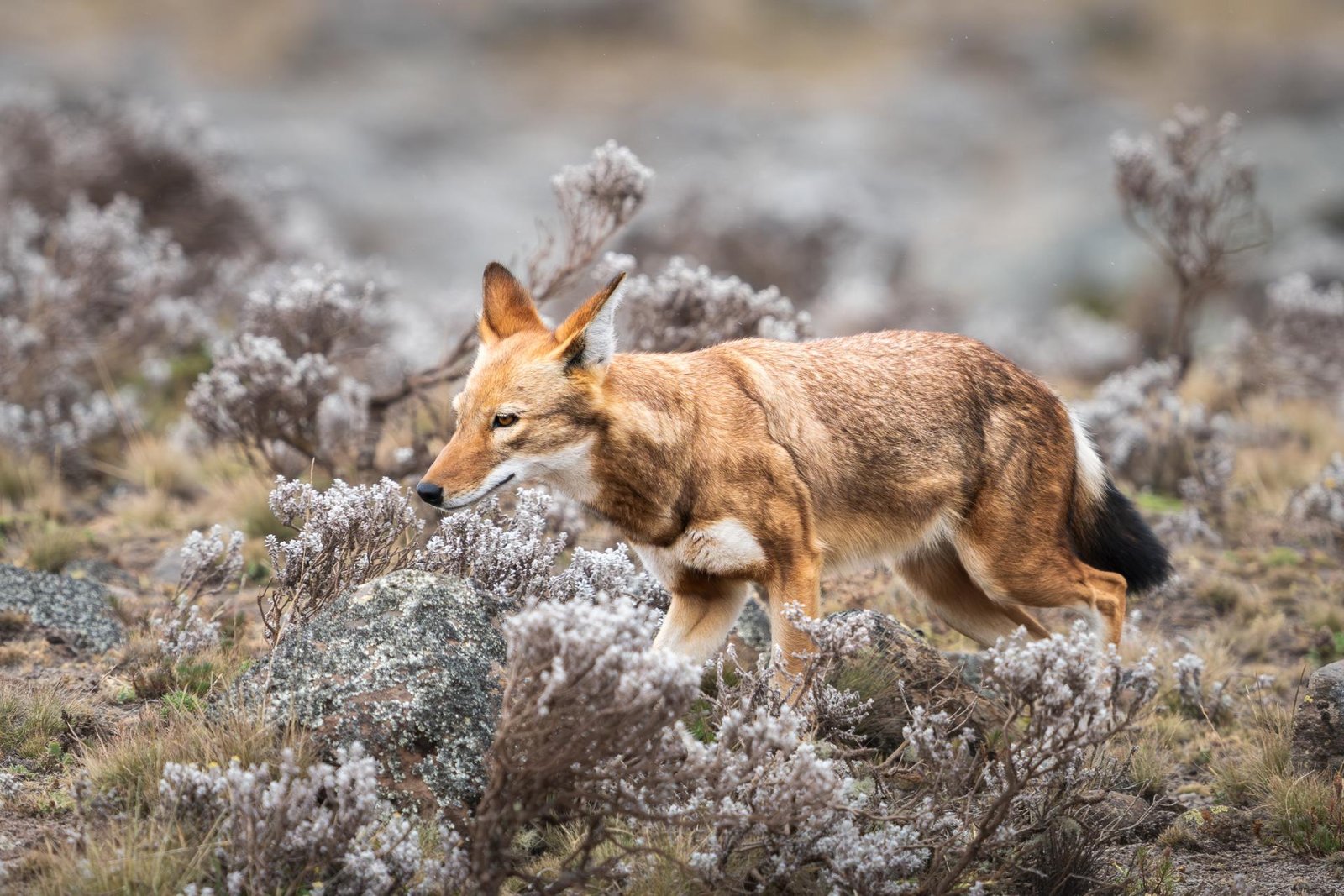 London Photography Awards Winner - The Last of the Highlands