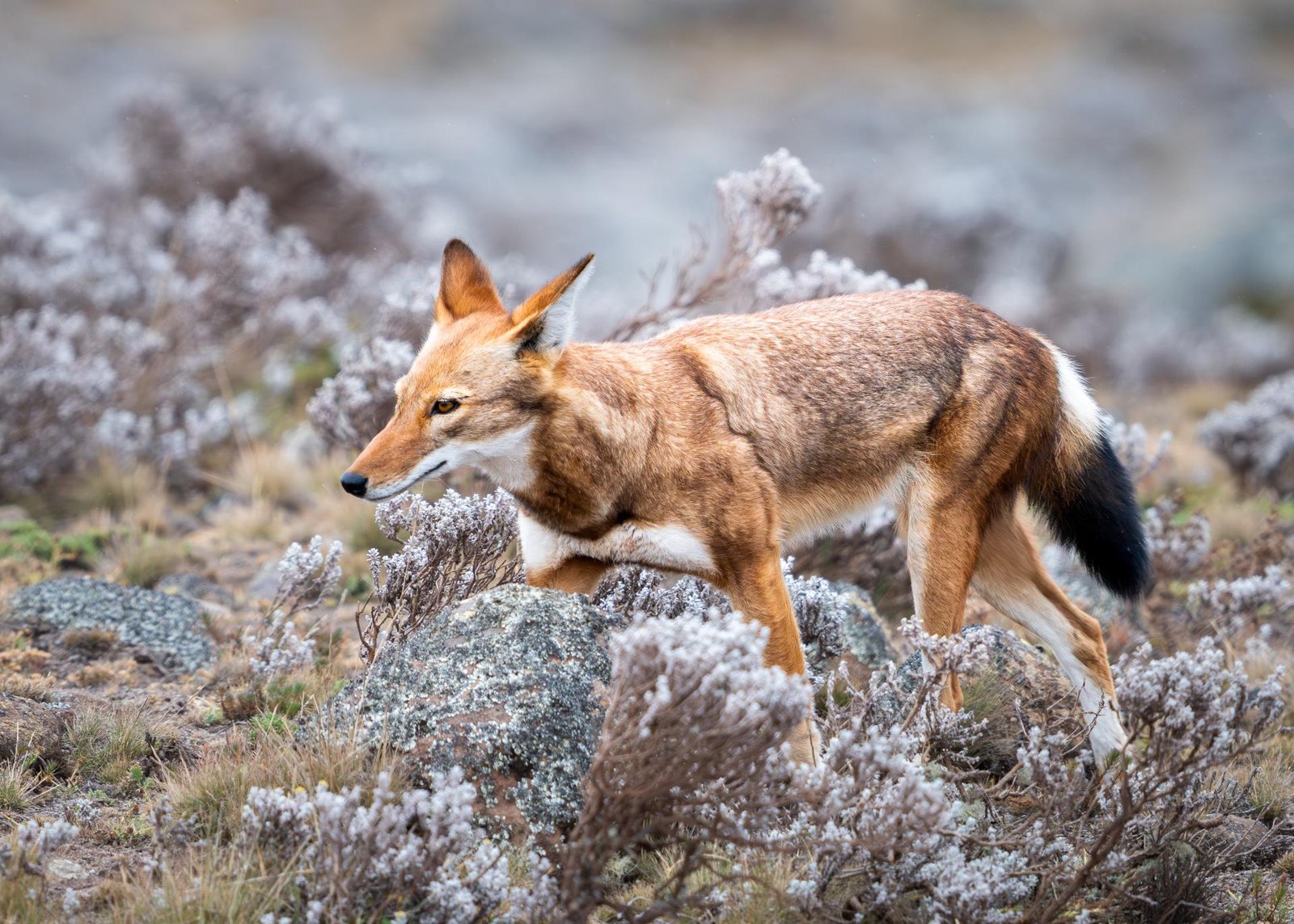London Photography Awards Winner - The Last of the Highlands