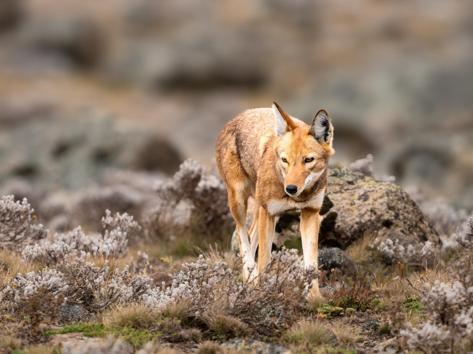 London Photography Awards Winner - The Last of the Highlands