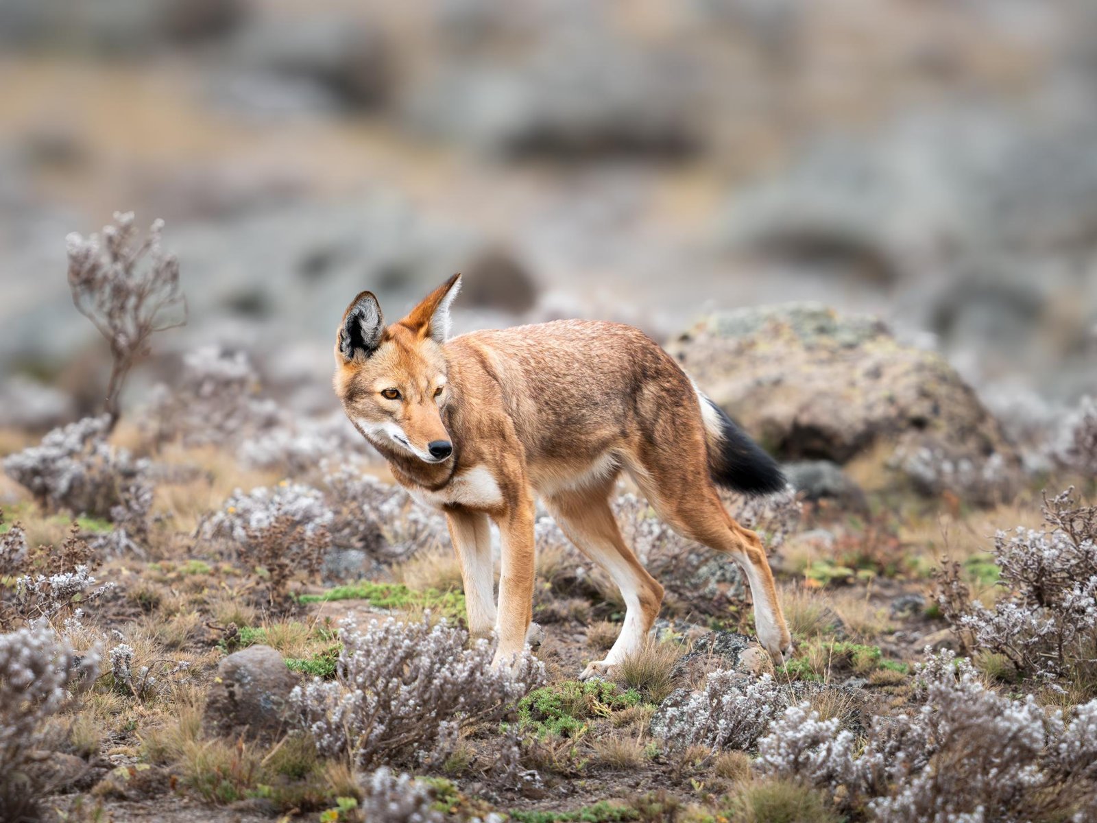 London Photography Awards Winner - The Last of the Highlands