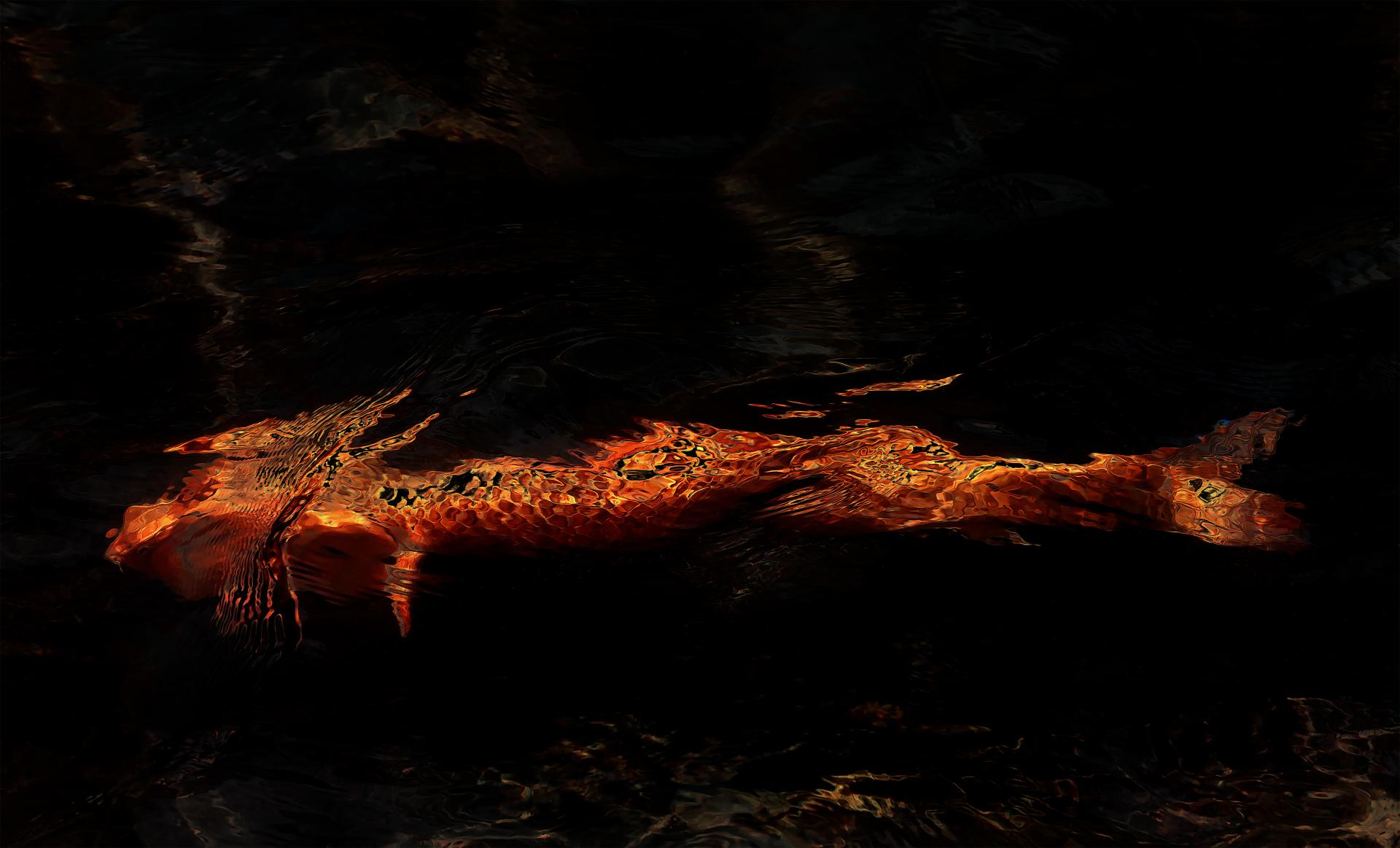 London Photography Awards Winner - Dragon Koi