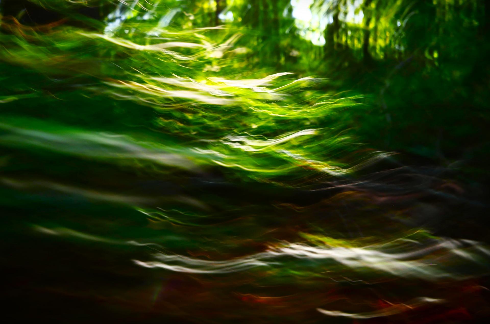 London Photography Awards Winner - Leaves of Light