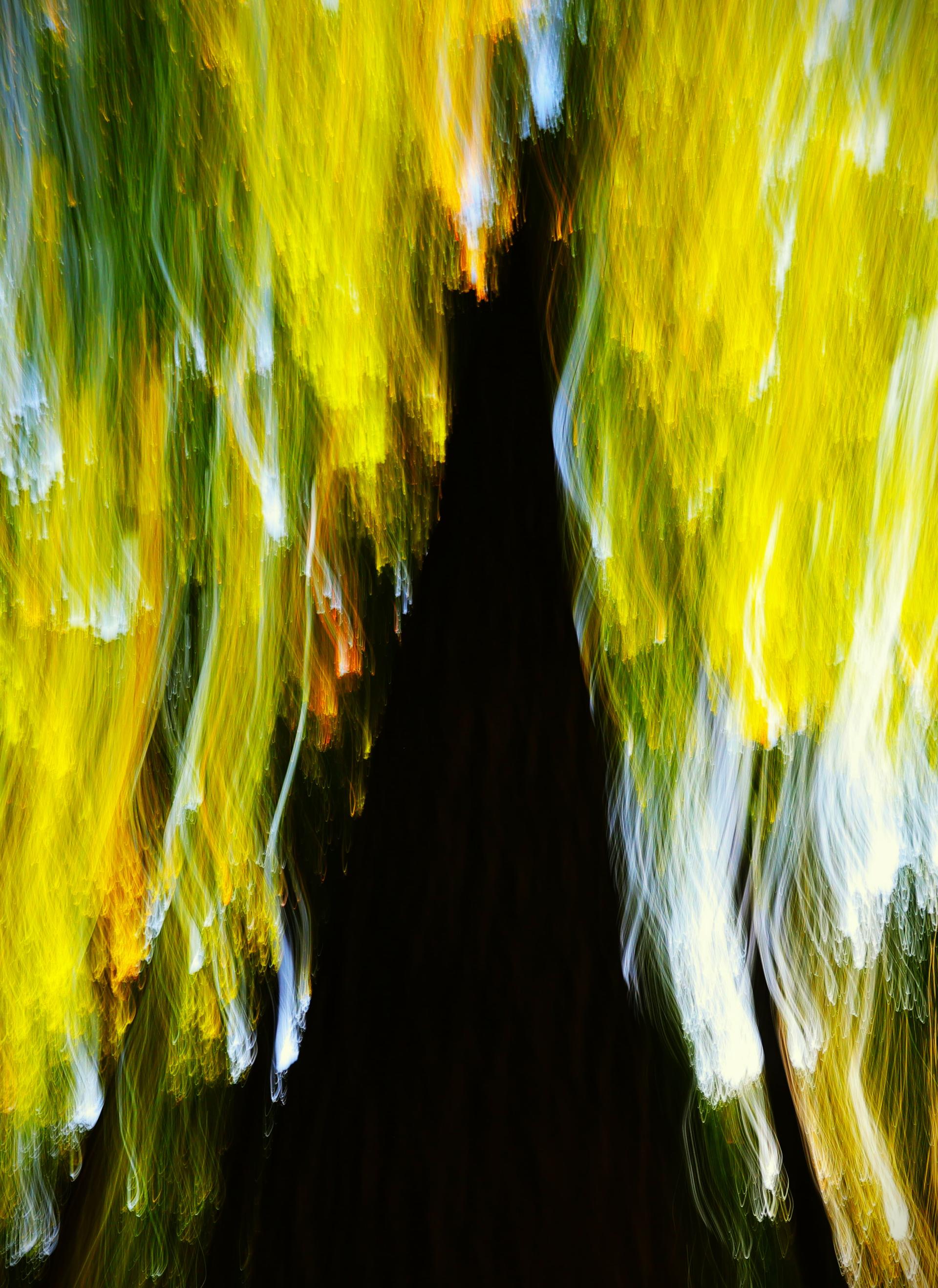 London Photography Awards Winner - Leaves of Light